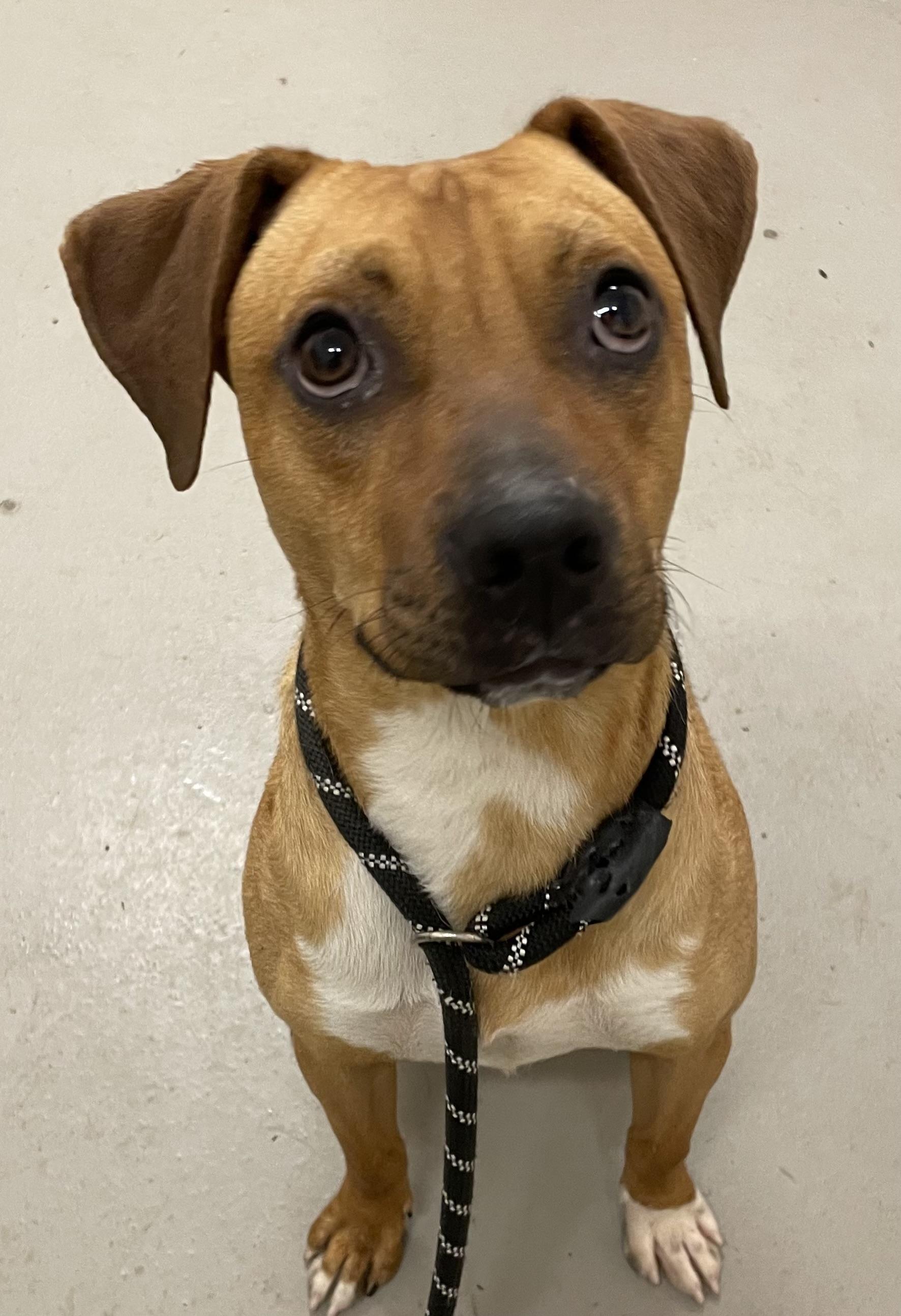 Enlarge Stewart AVAILABLE, a Adoptable mixed breed in Canton, OH image 3/5