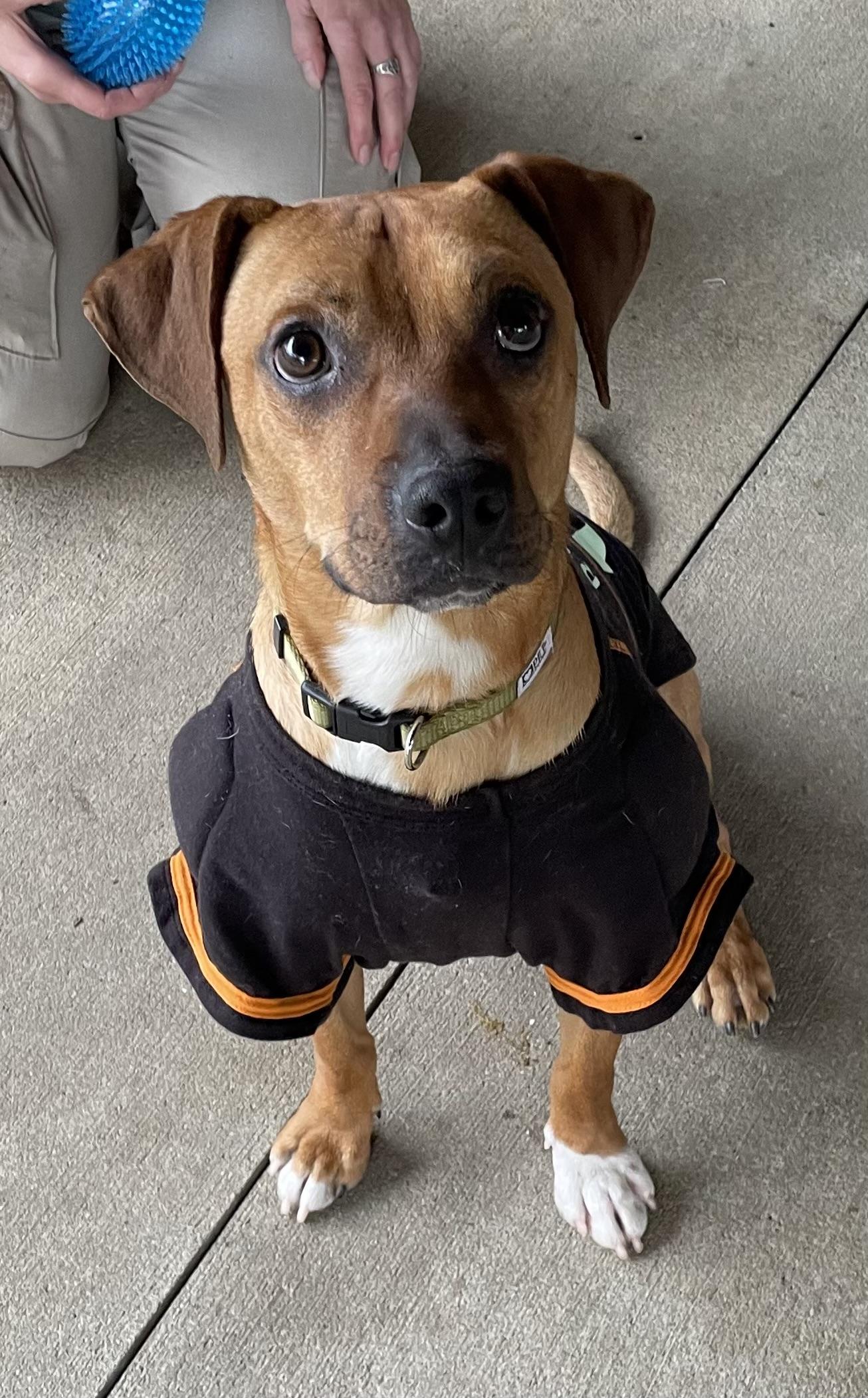 Enlarge Stewart AVAILABLE, a Adoptable mixed breed in Canton, OH image 1/5