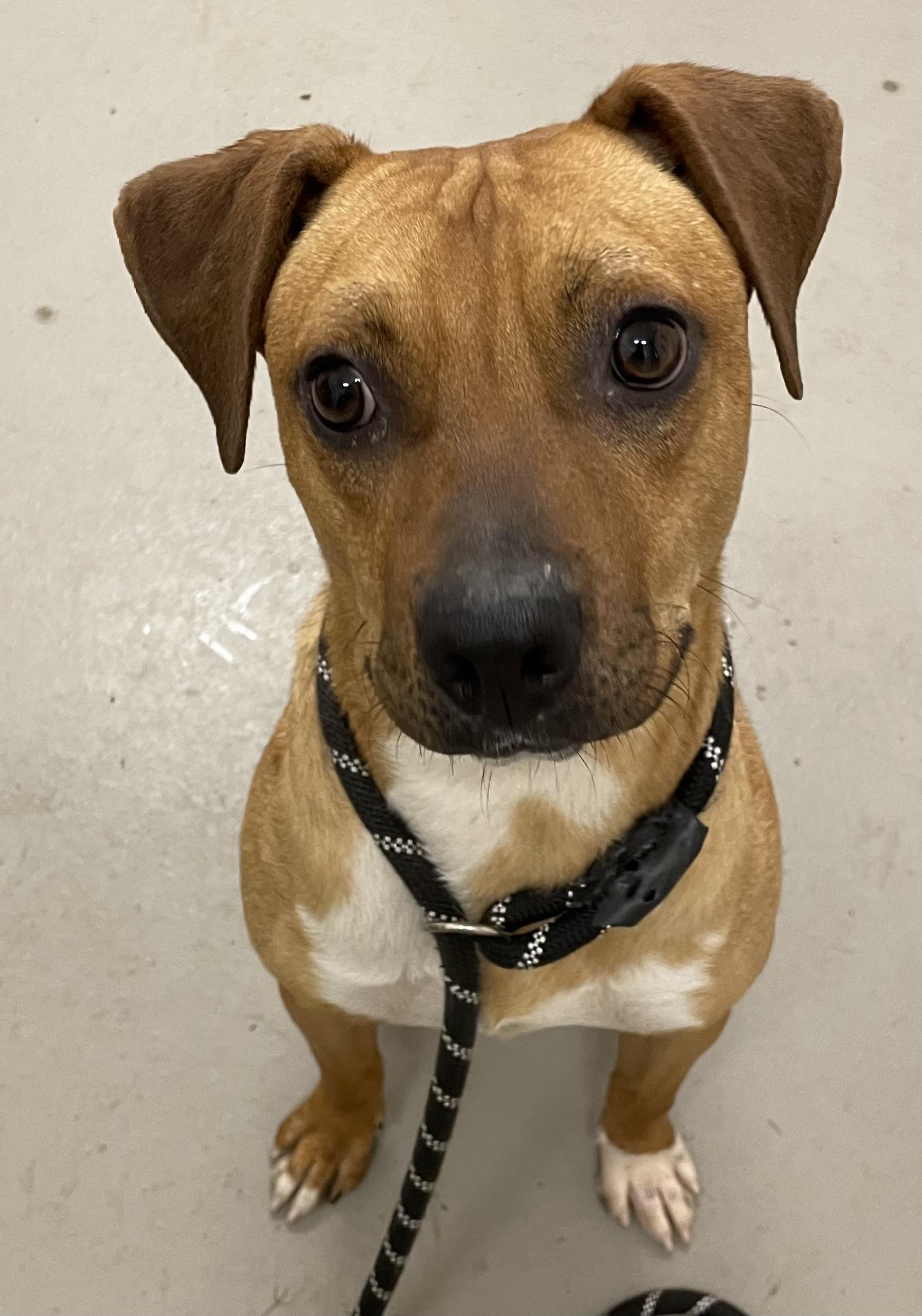 Enlarge Stewart AVAILABLE, a Adoptable mixed breed in Canton, OH image 2/5