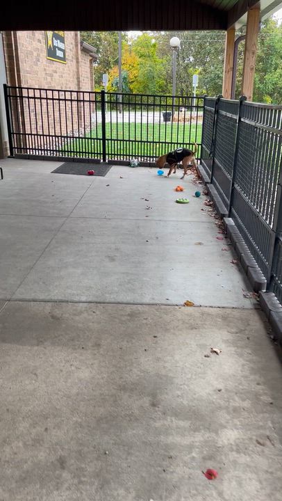 Enlarge Stewart AVAILABLE, a Adoptable mixed breed in Canton, OH video 5/5
