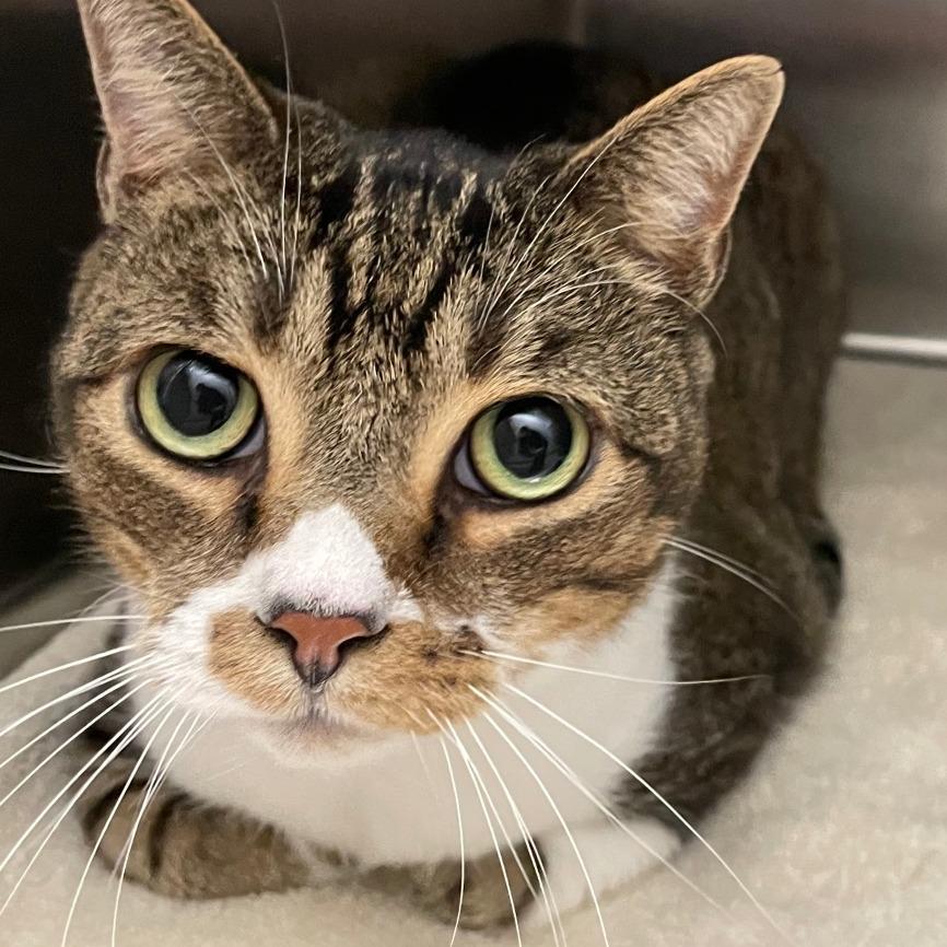 Enlarge Titus, a Adoptable Domestic Short Hair in Ballston Spa, NY image 1/1