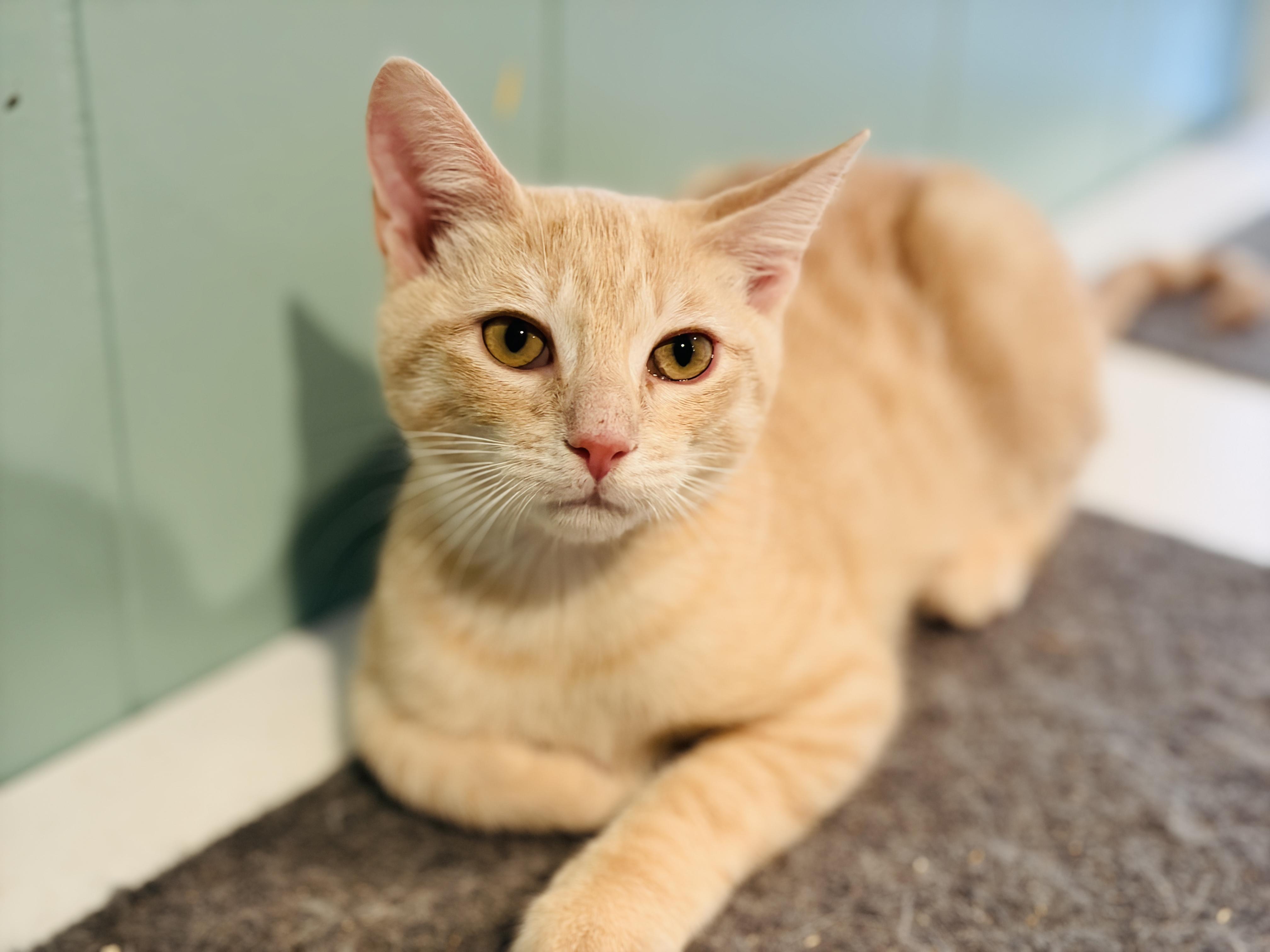 Enlarge Cullen B., a Adoptable mixed breed in Brewster,, NY image 3/6