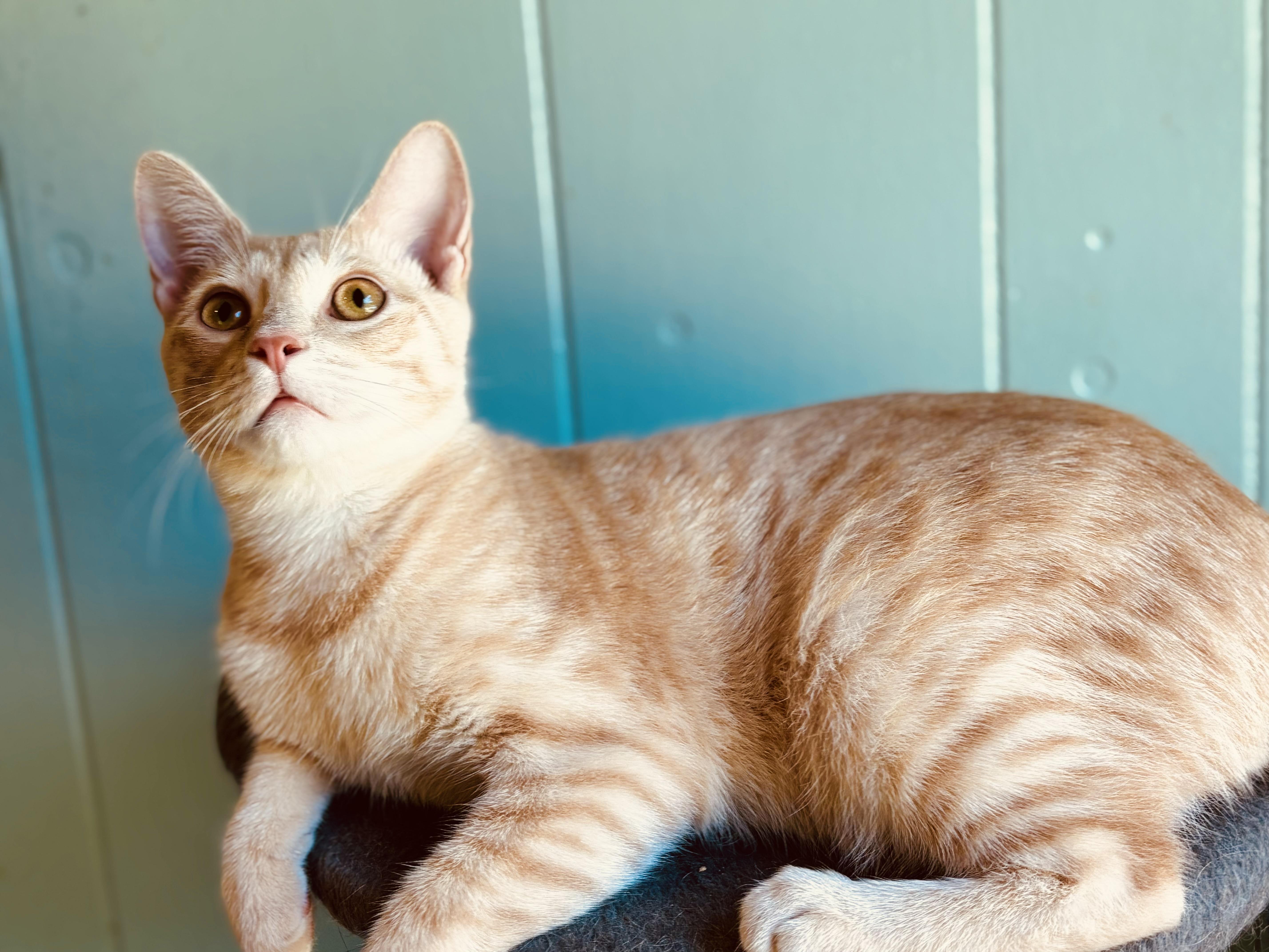 Enlarge Cullen B., a Adoptable mixed breed in Brewster,, NY image 4/6