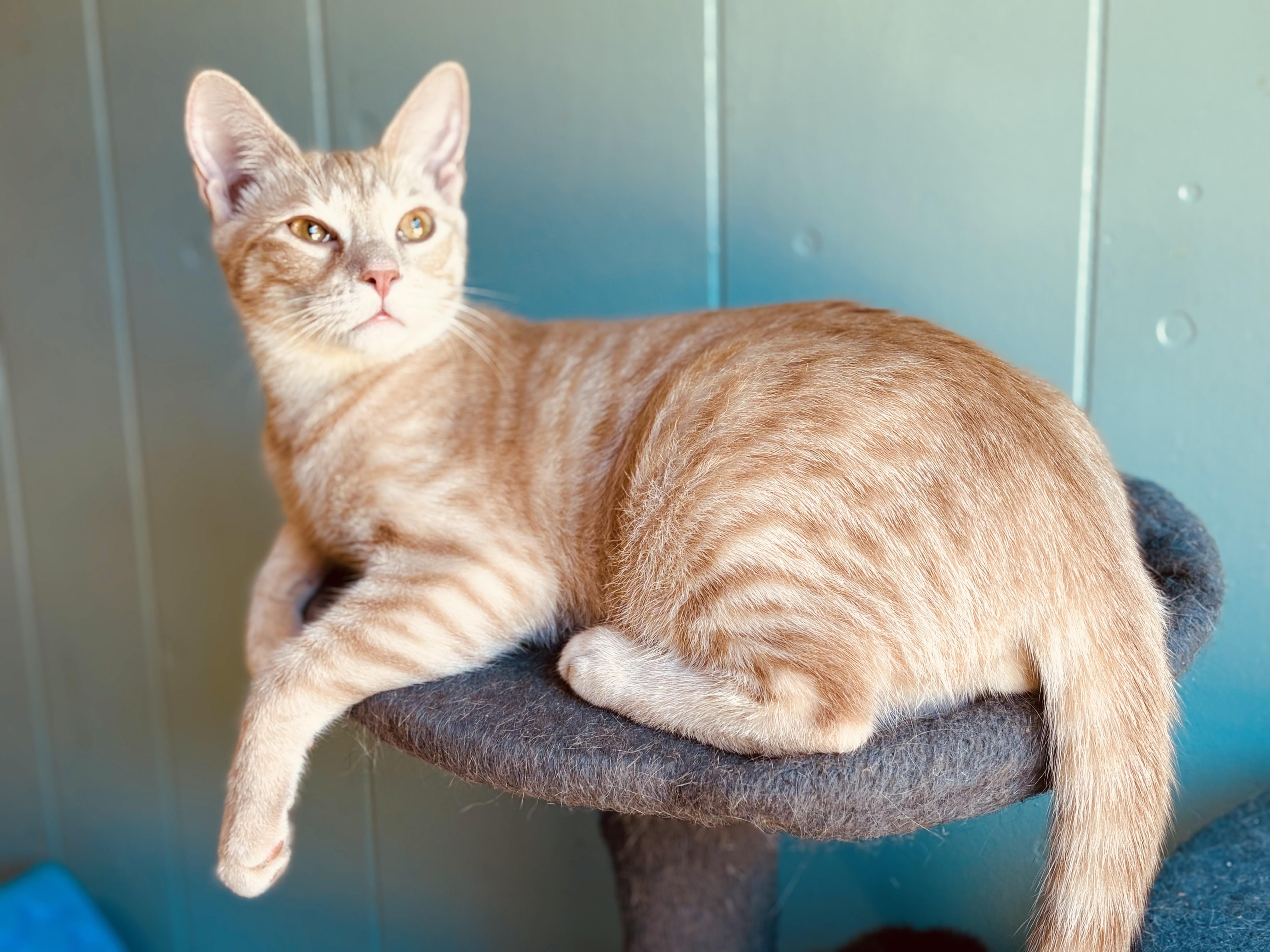 Cullen B., Adoptable, Kitten Male Tabby & Domestic Short Hair.