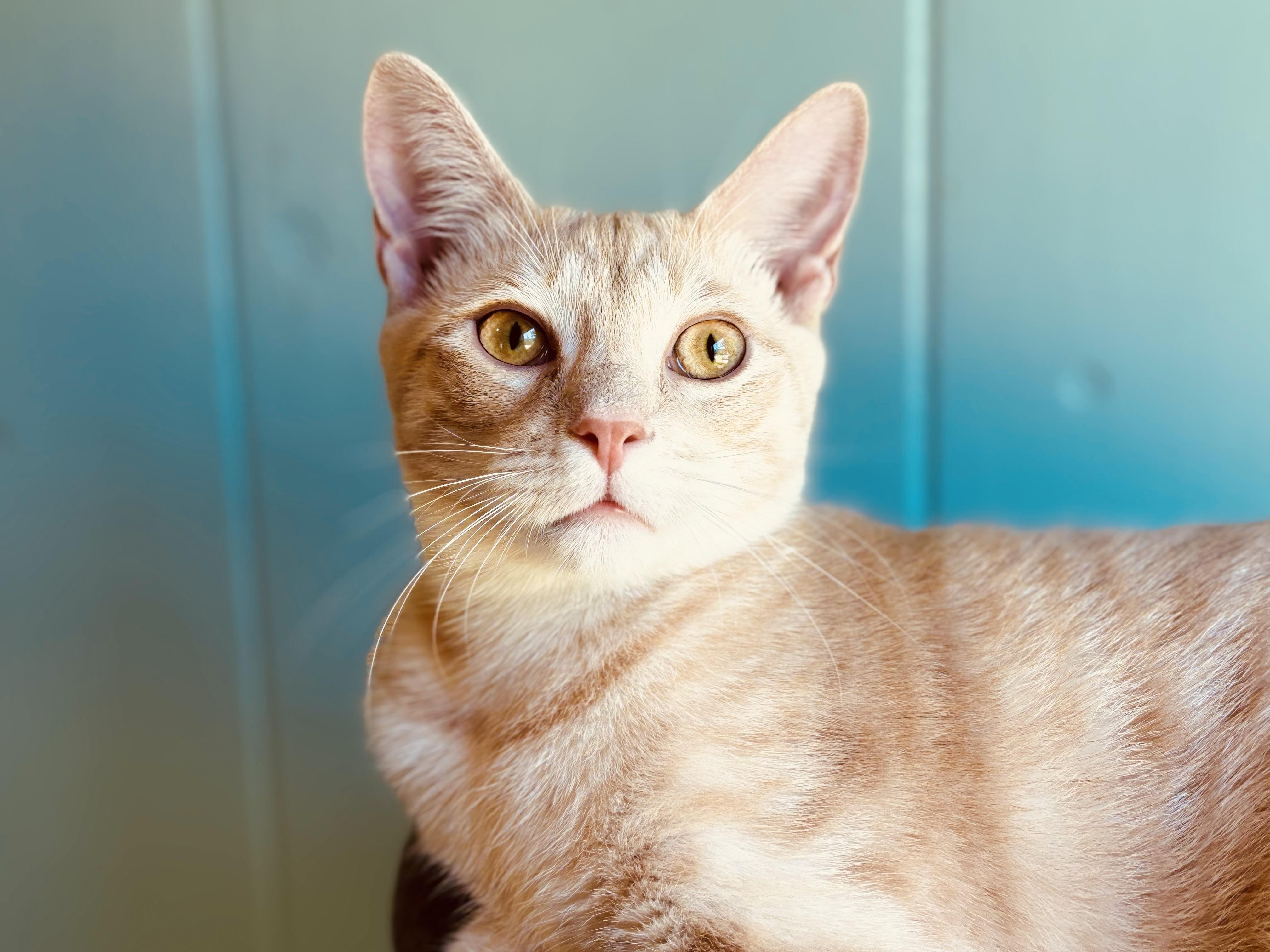 Enlarge Cullen B., a Adoptable mixed breed in Brewster,, NY image 5/6