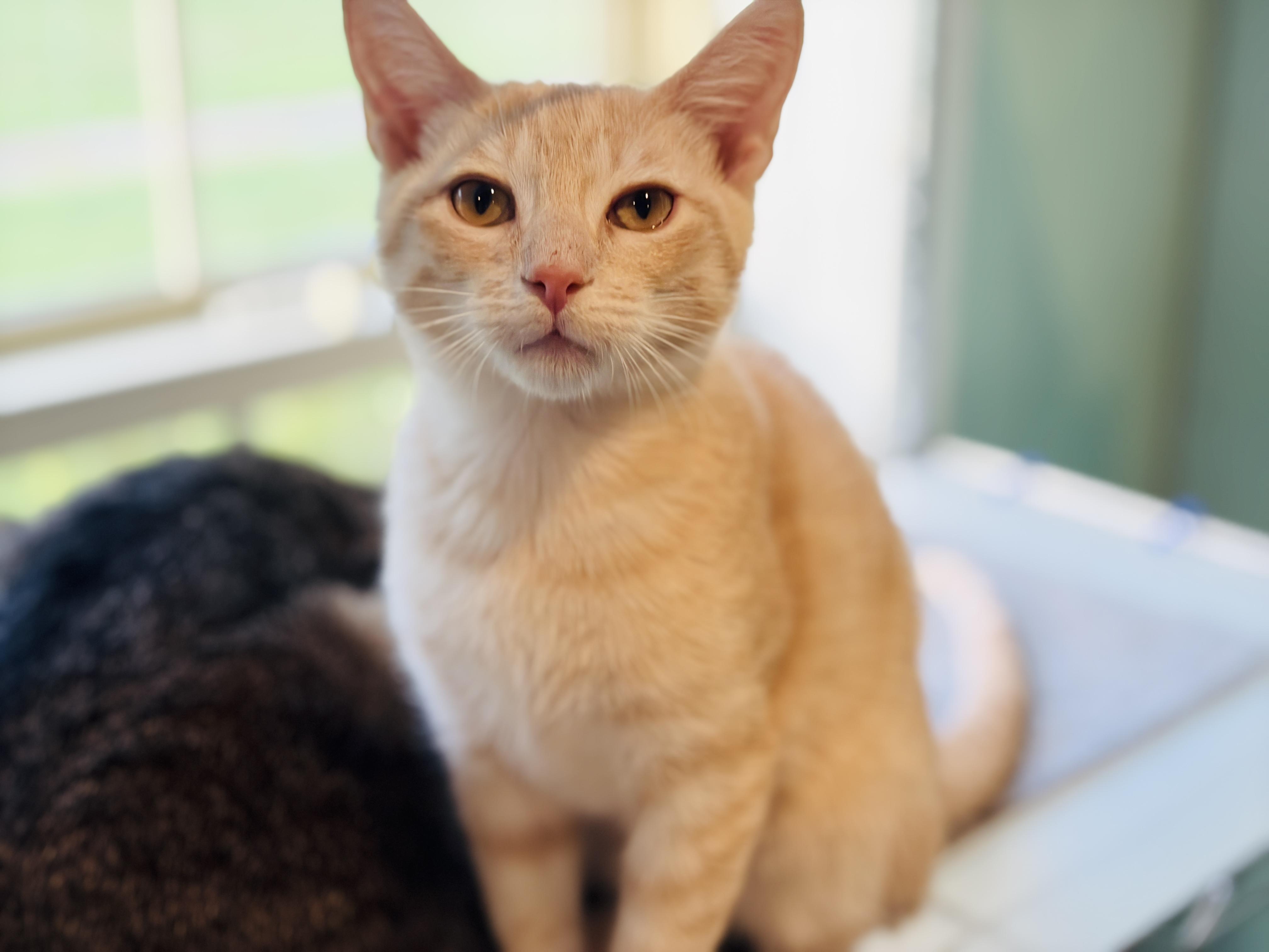 Enlarge Cullen B., a Adoptable mixed breed in Brewster,, NY image 6/6