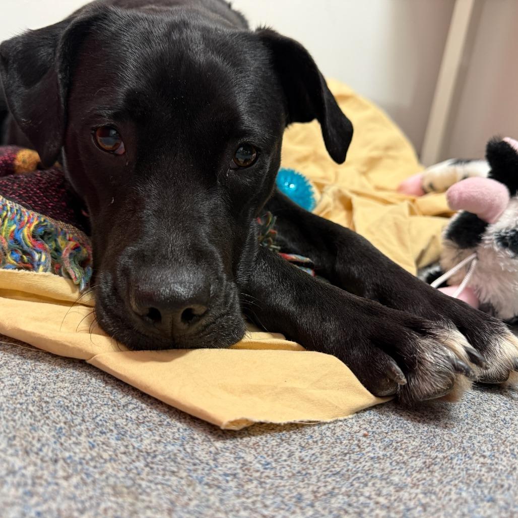 Enlarge Sarah, a Adoptable mixed breed in Glenelg, MD image 1/6