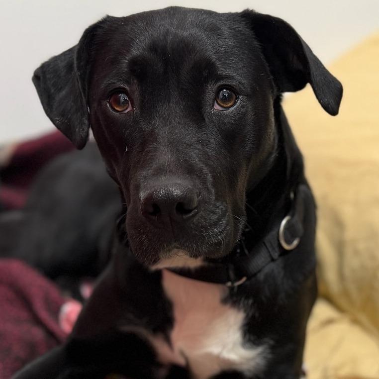 Enlarge Sarah, a Adoptable mixed breed in Glenelg, MD image 2/6