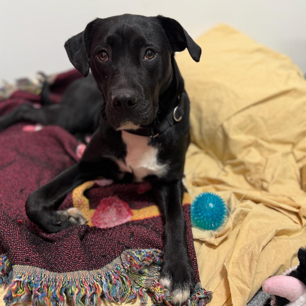 Enlarge Sarah, a Adoptable mixed breed in Glenelg, MD image 3/6