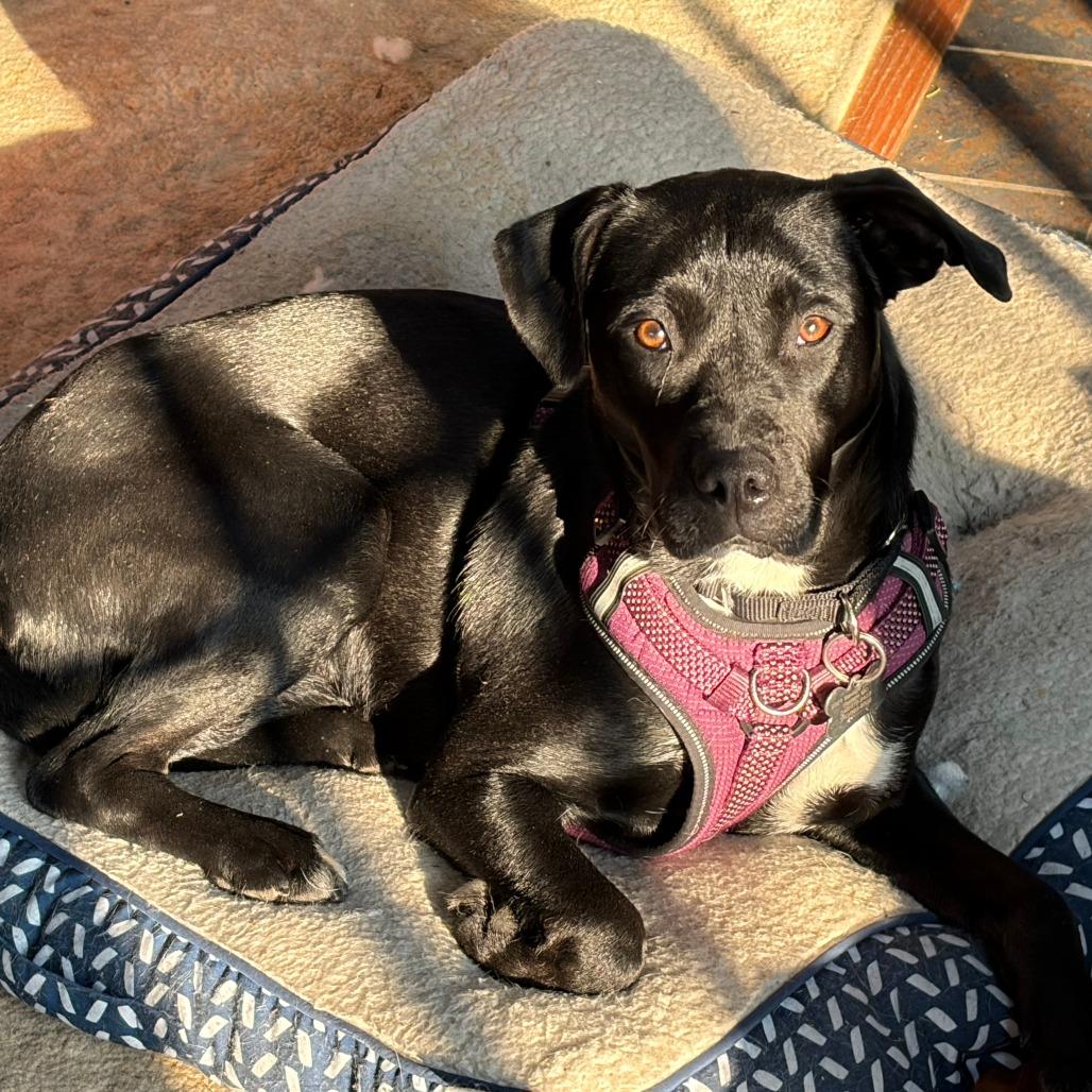 Enlarge Sarah, a Adoptable mixed breed in Glenelg, MD image 4/6