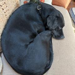 Enlarge Sarah, a Adoptable mixed breed in Glenelg, MD image 5/6