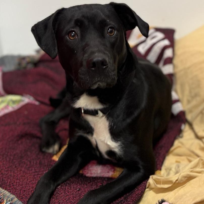 Enlarge Sarah, a Adoptable mixed breed in Glenelg, MD image 6/6