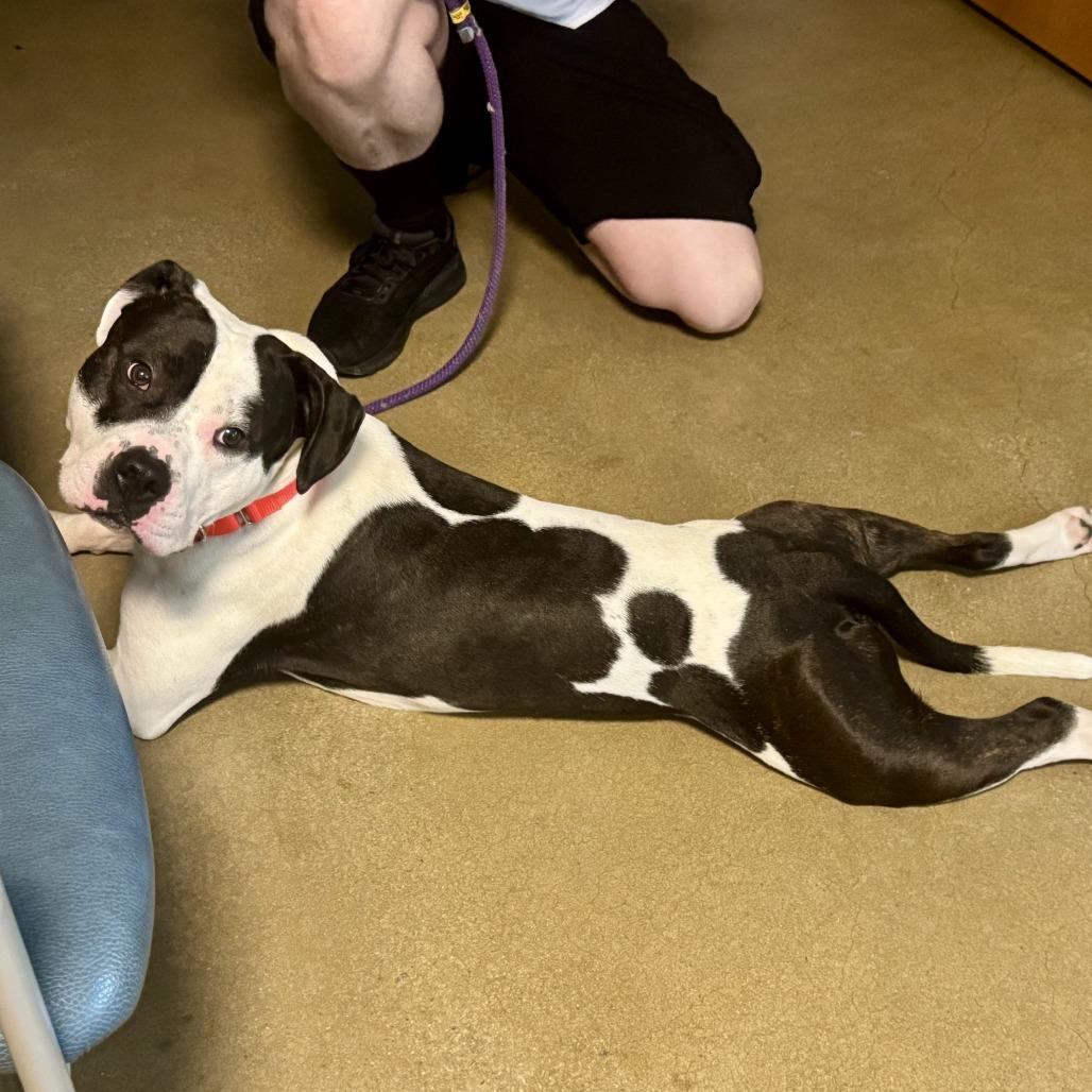 Oreo Delight, Adoptable, Adult Male Pit Bull Terrier.