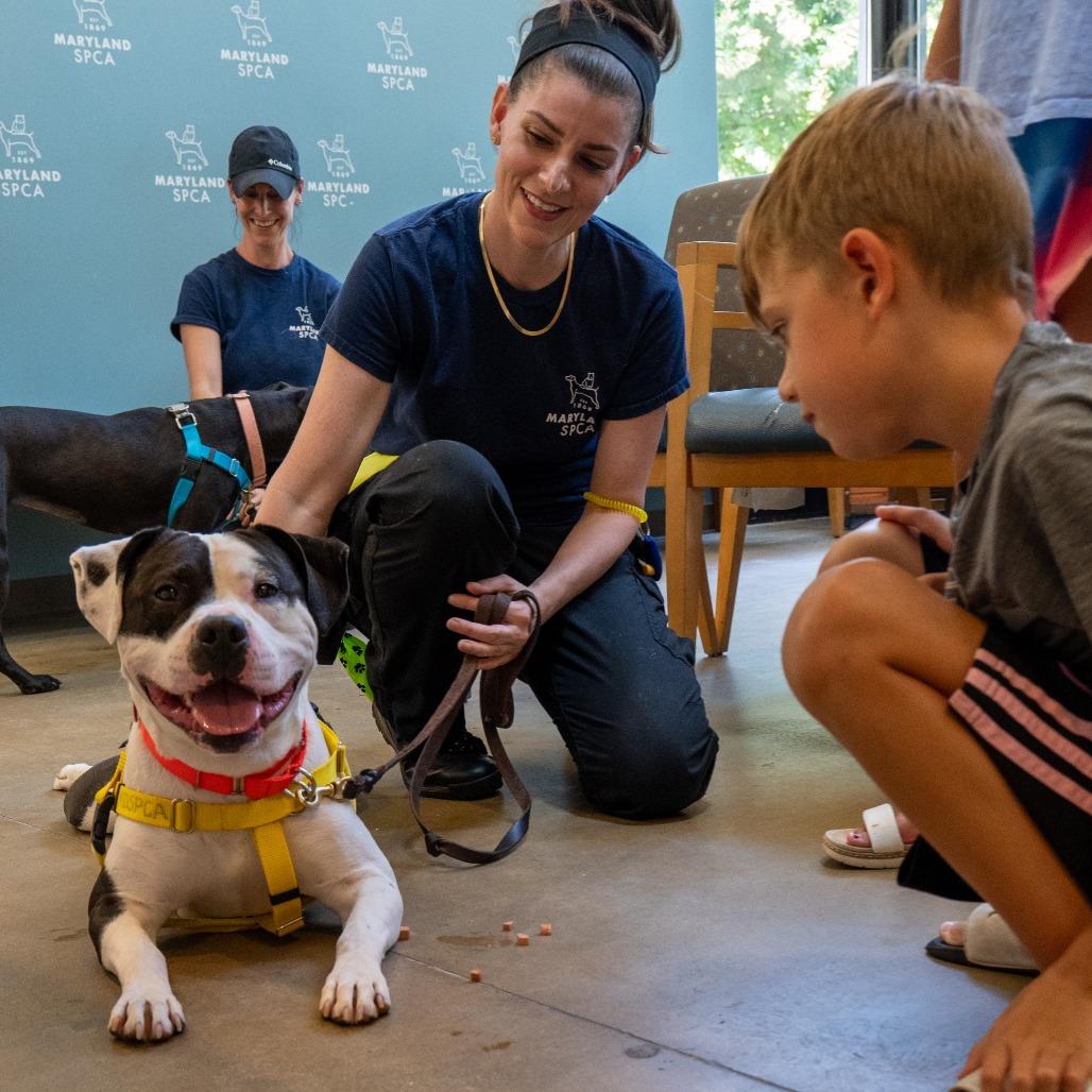 Enlarge Oreo Delight, a Adoptable Pit Bull Terrier in Baltimore, MD image 2/6