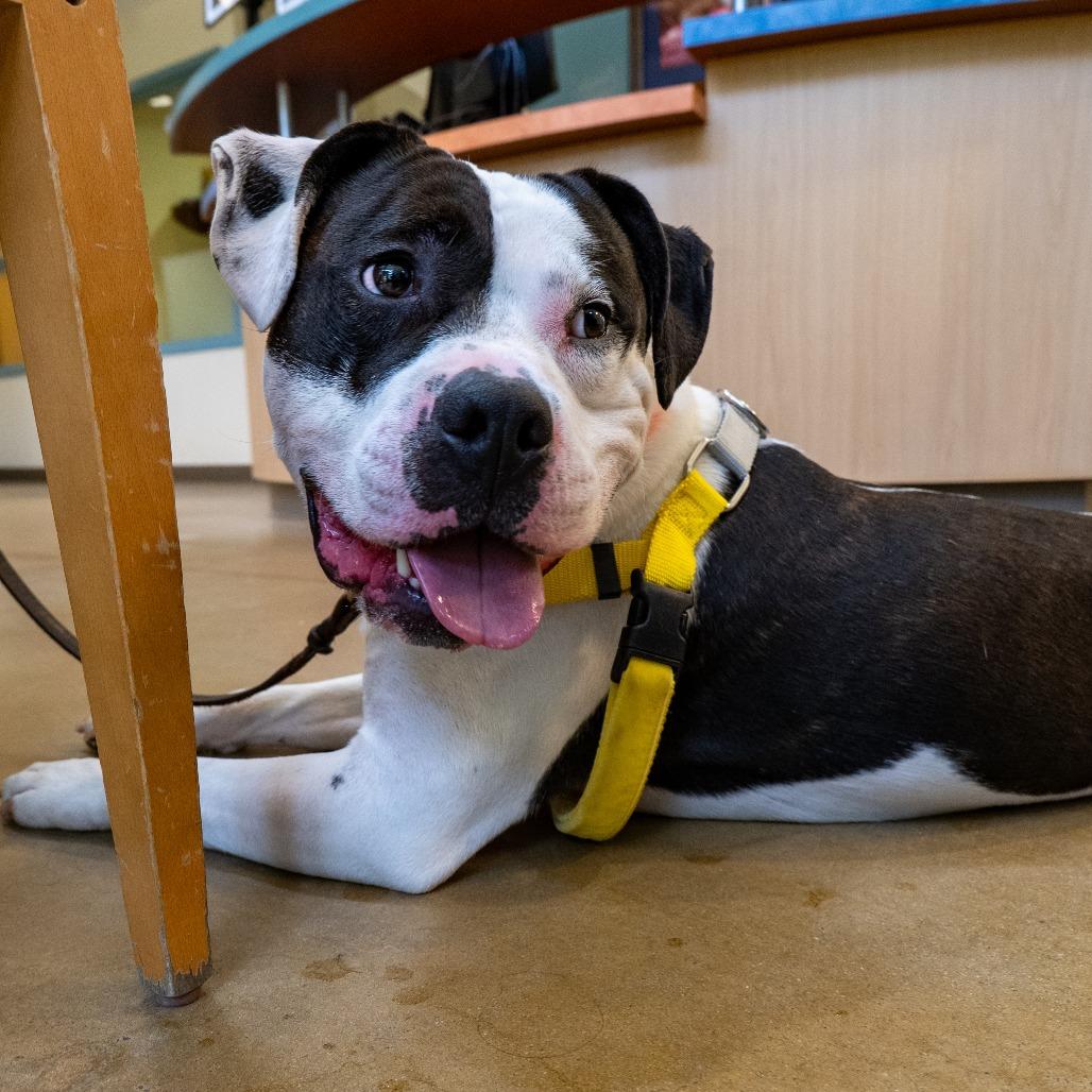 Enlarge Oreo Delight, a Adoptable Pit Bull Terrier in Baltimore, MD image 3/6
