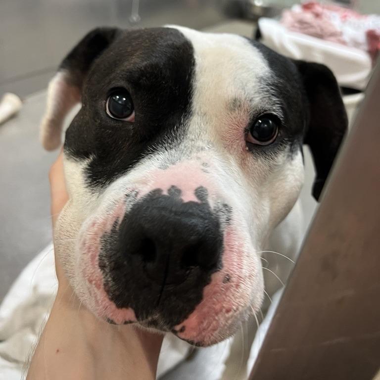 Enlarge Oreo Delight, a Adoptable Pit Bull Terrier in Baltimore, MD image 4/6