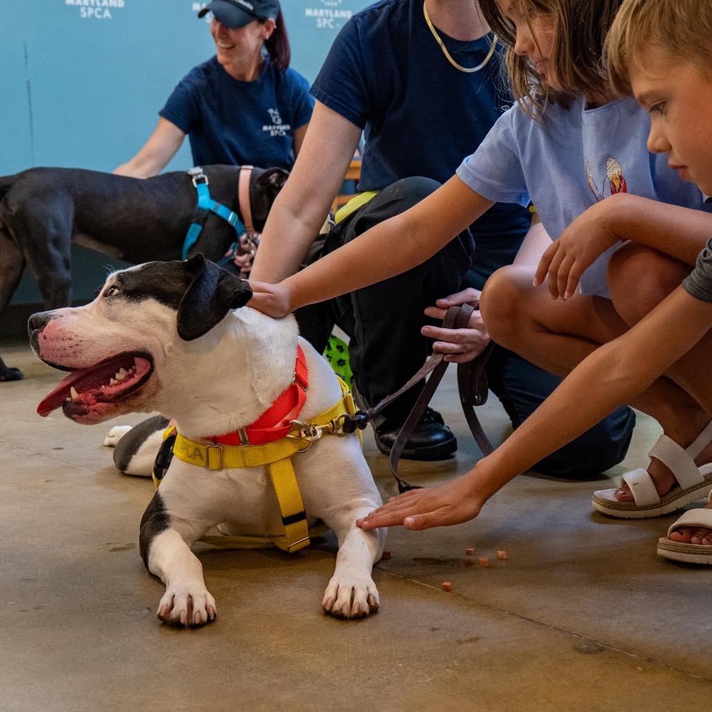Enlarge Oreo Delight, a Adoptable Pit Bull Terrier in Baltimore, MD image 5/6