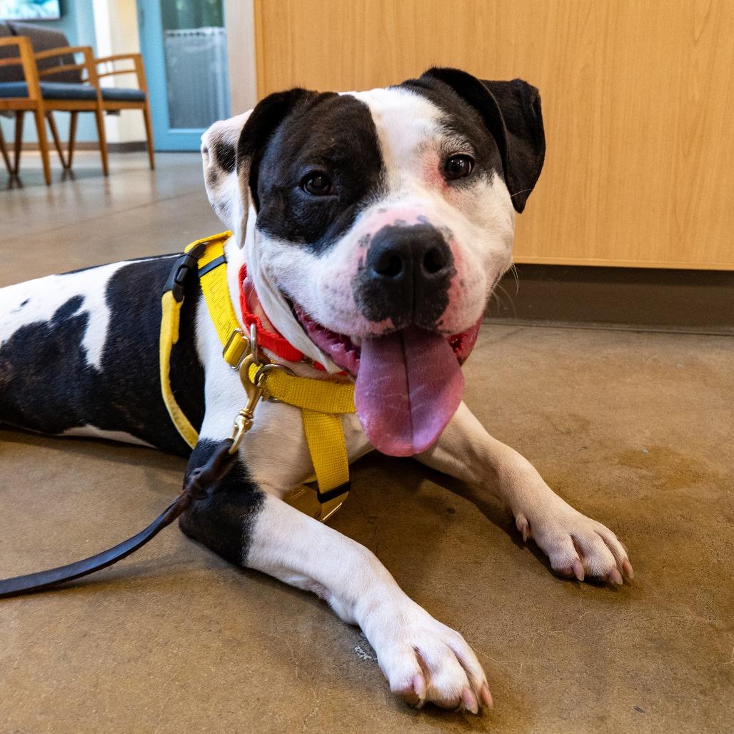 Enlarge Oreo Delight, a Adoptable Pit Bull Terrier in Baltimore, MD image 6/6