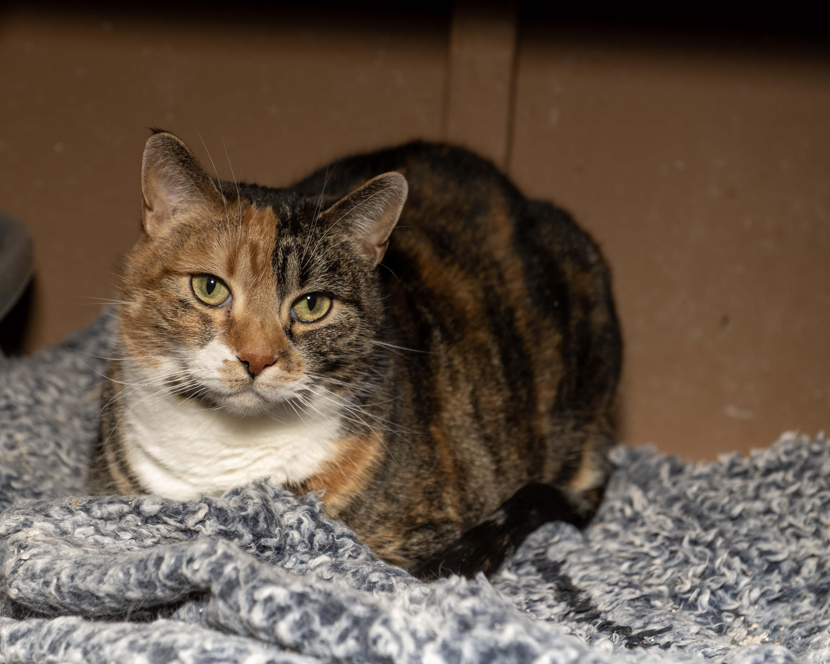 Enlarge Punkin, a ADOPTABLE Calico in Cardwell, MT image 1/1