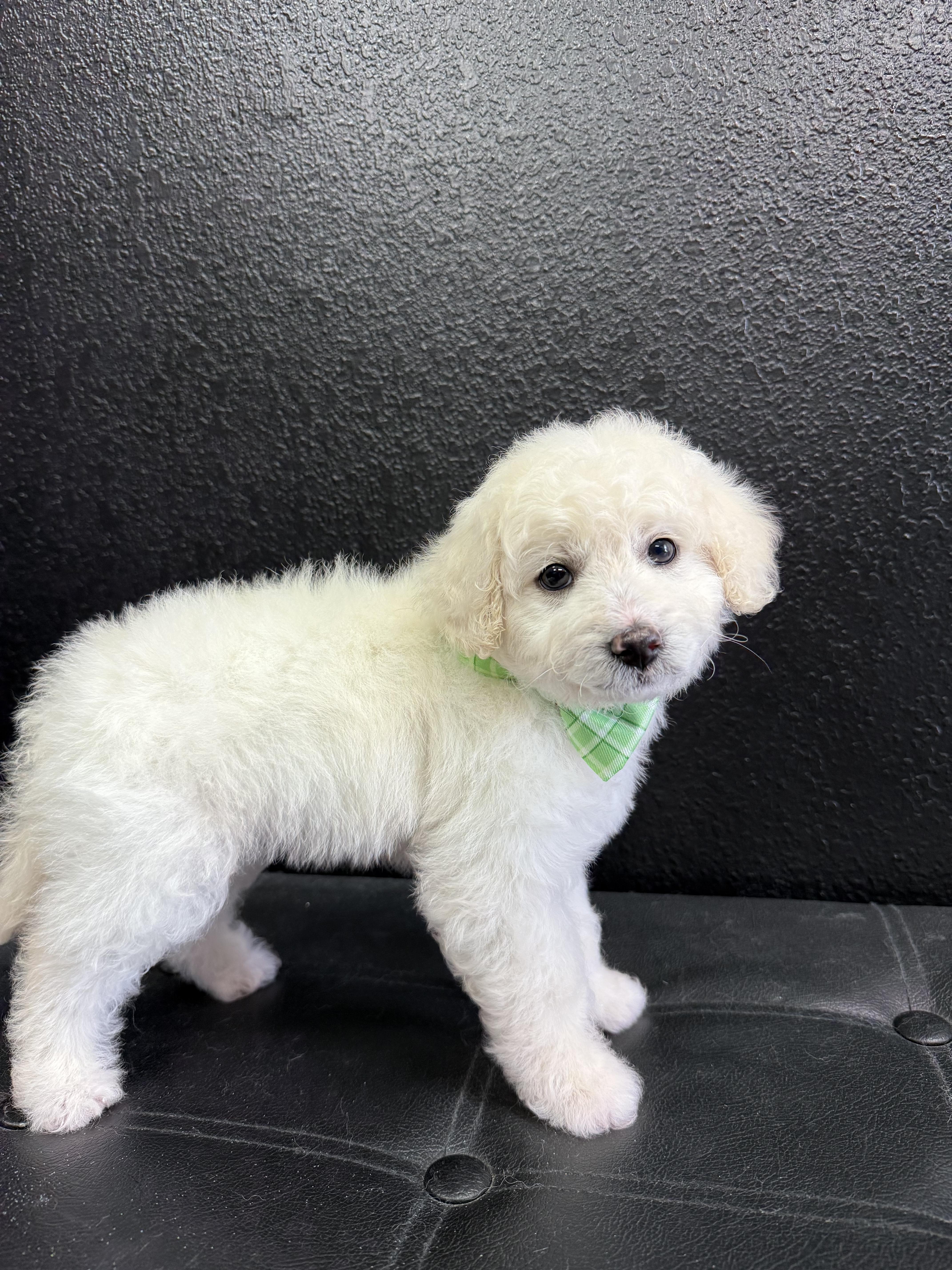 Scooter , an adopted mixed breed in Victorville, CA image 3/3