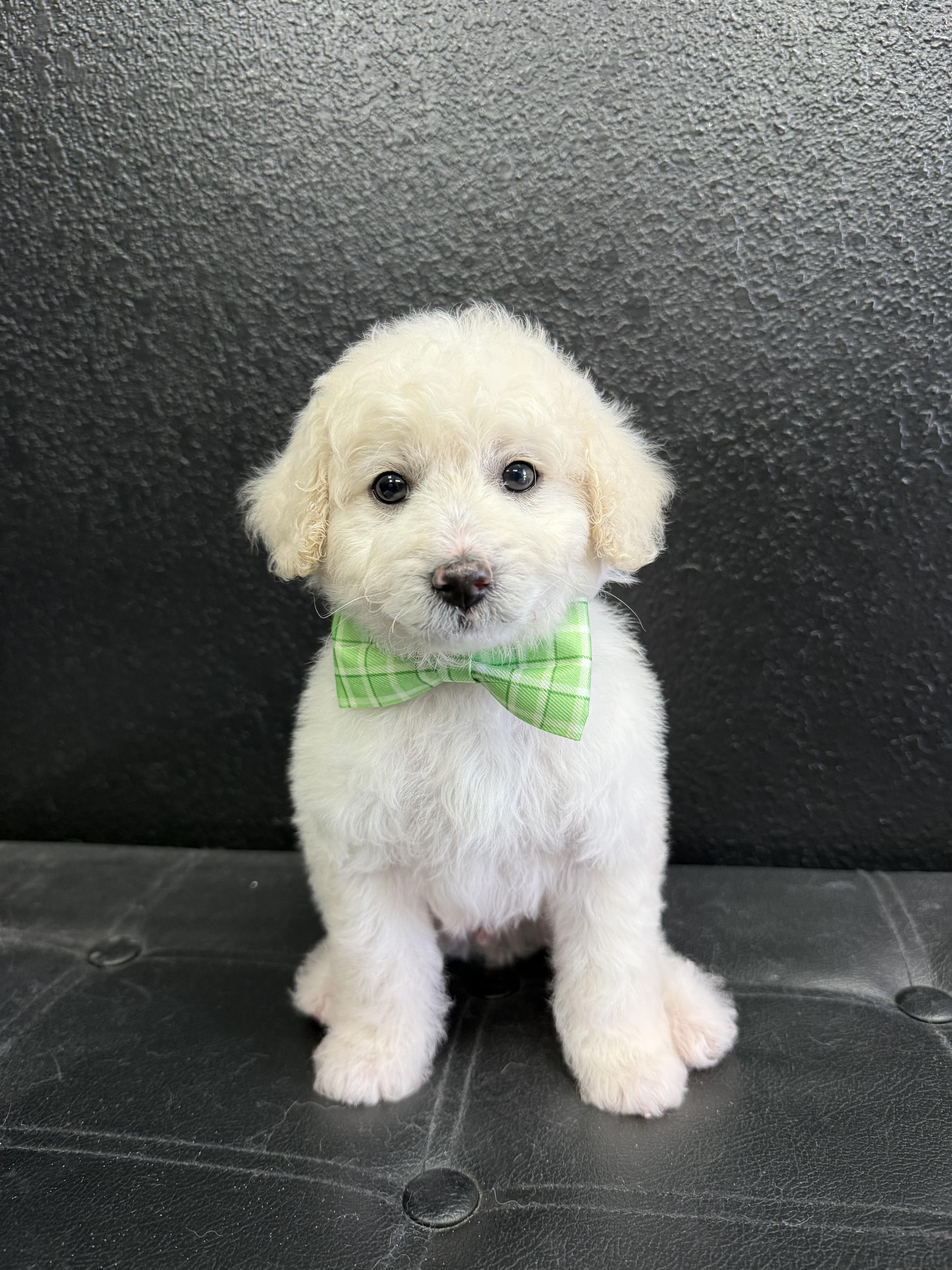 Scooter , adopted, Puppy Male Poodle & Maltese.