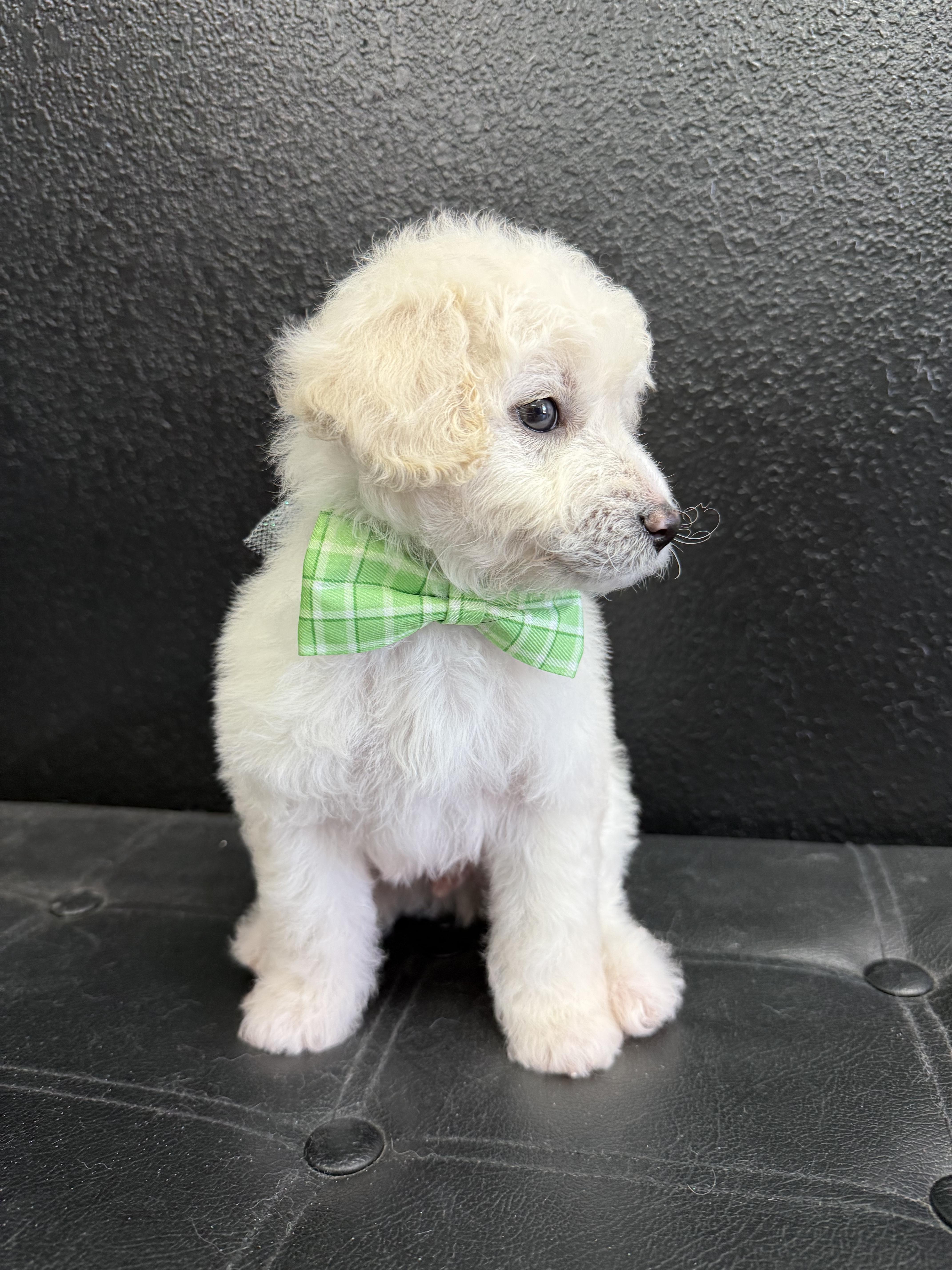 Scooter , an adopted mixed breed in Victorville, CA image 2/3