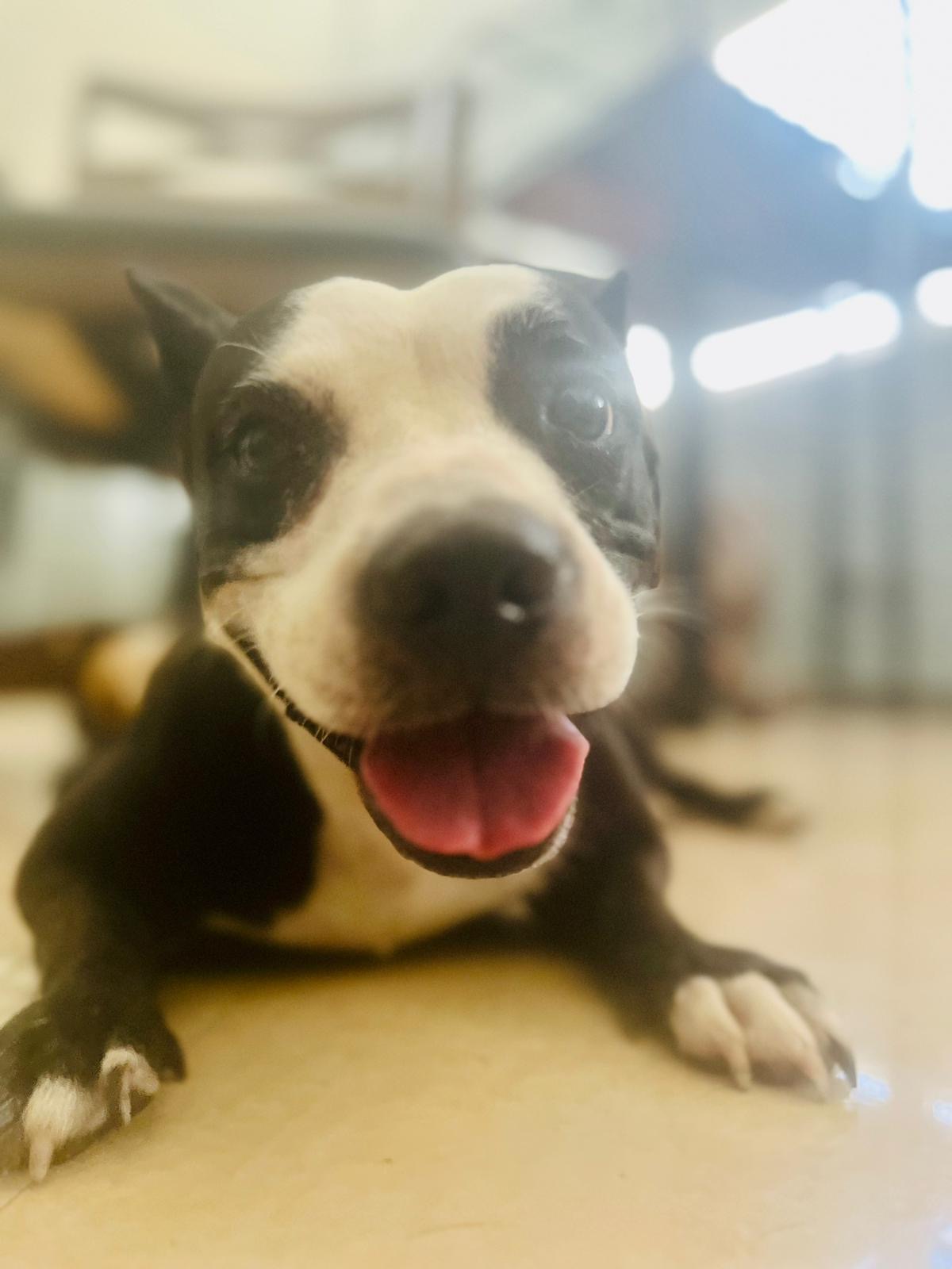 Camilla Rain, a Adoptable mixed breed in Loiza, PR image 1/4