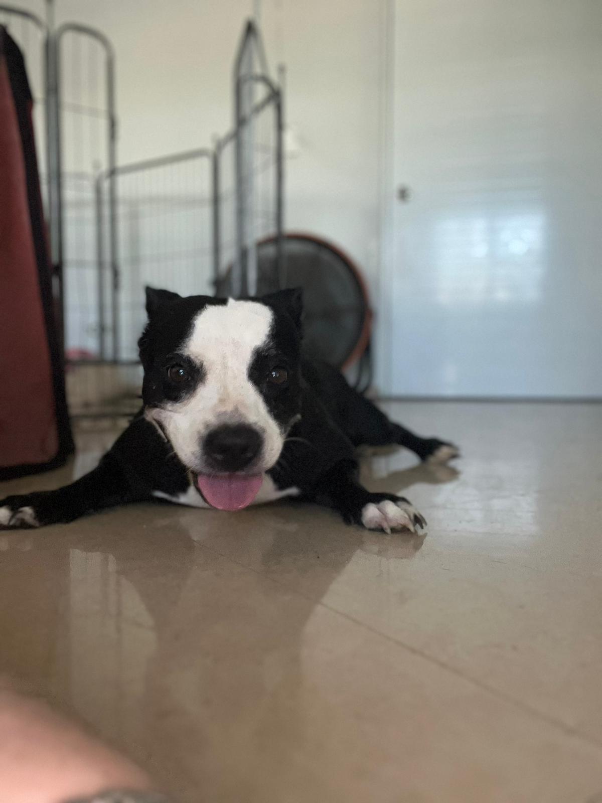 Camilla Rain, a Adoptable mixed breed in Loiza, PR image 3/4