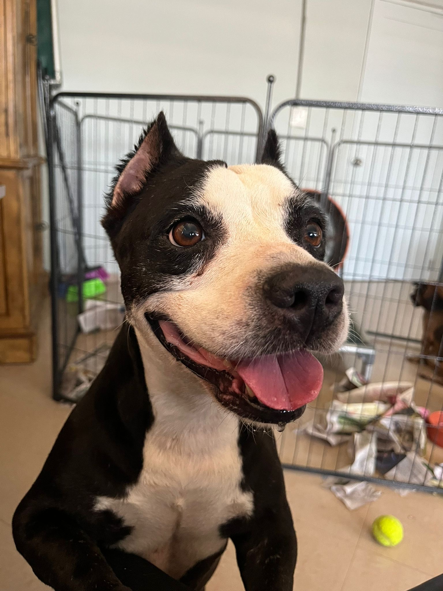 Camilla Rain, a Adoptable mixed breed in Loiza, PR image 4/4