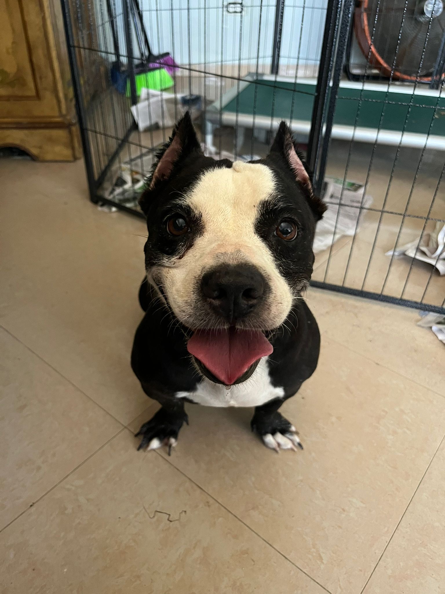 Camilla Rain, a Adoptable mixed breed in Loiza, PR image 2/4