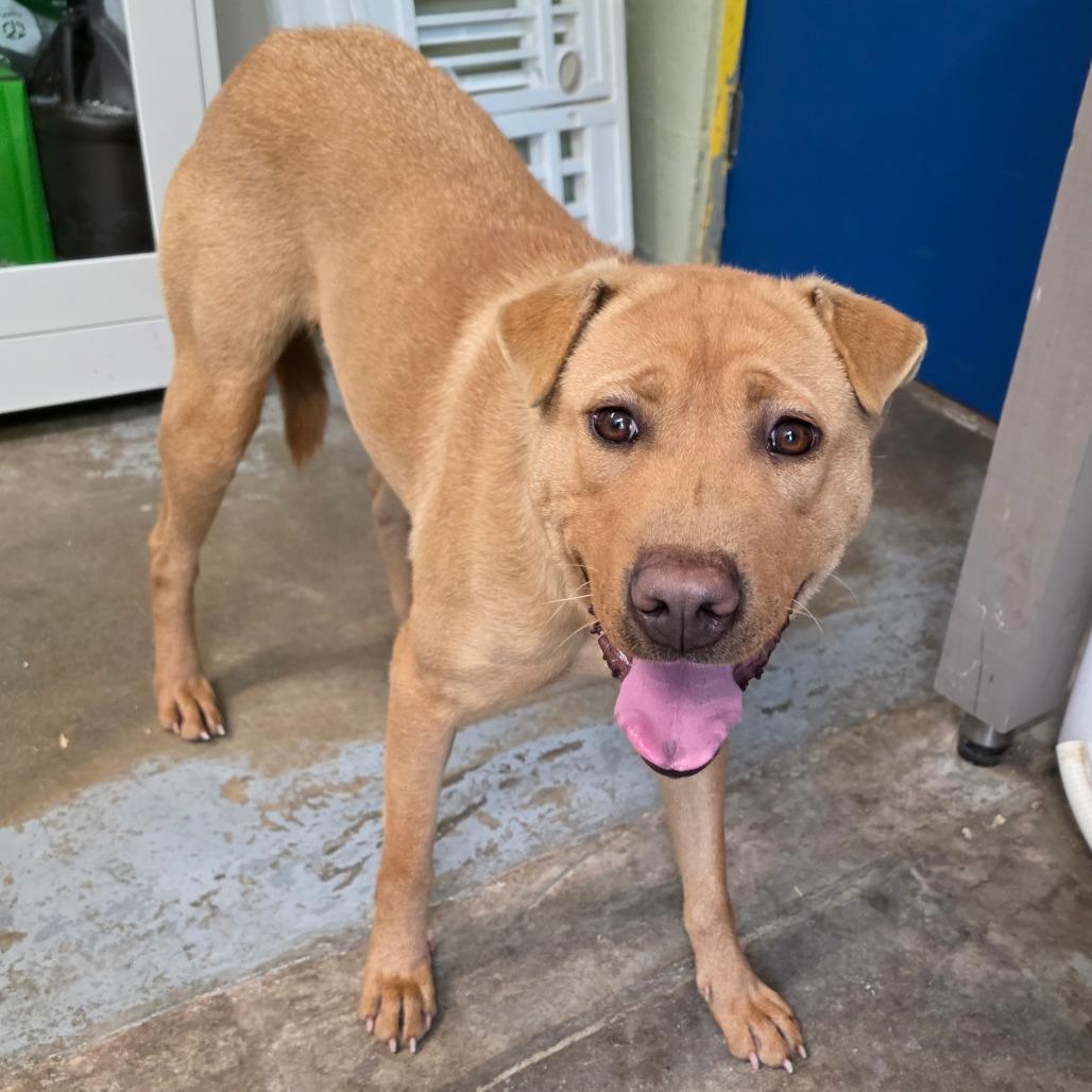 Genie, Adoptable, Adult Female Shar-Pei & Mixed Breed.
