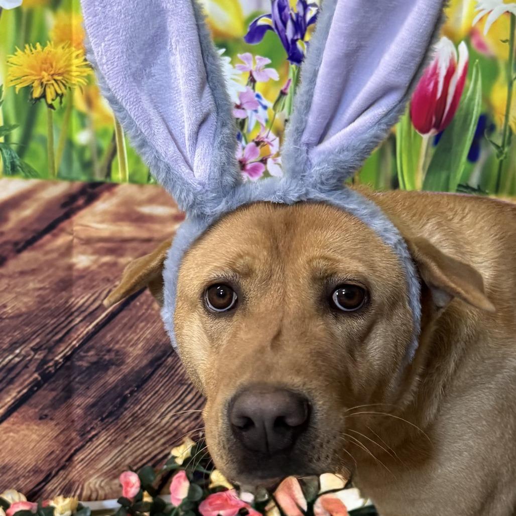 Enlarge Genie, a Adoptable mixed breed in Eureka Springs, AR image 2/5