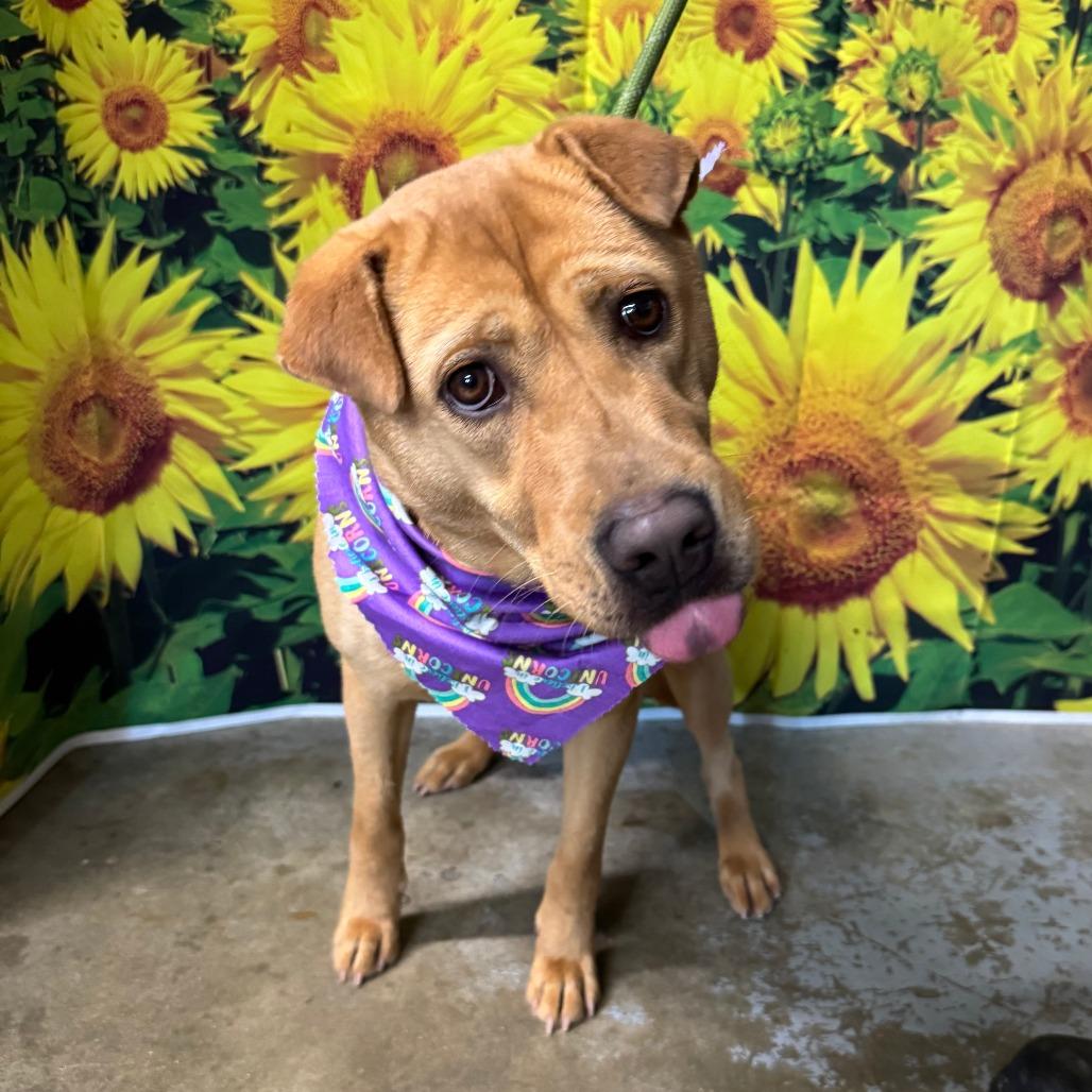 Enlarge Genie, a Adoptable mixed breed in Eureka Springs, AR image 3/5