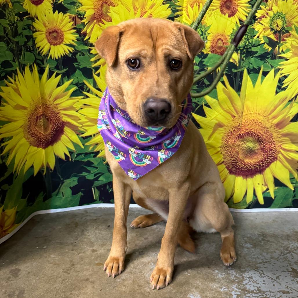 Enlarge Genie, a Adoptable mixed breed in Eureka Springs, AR image 4/5