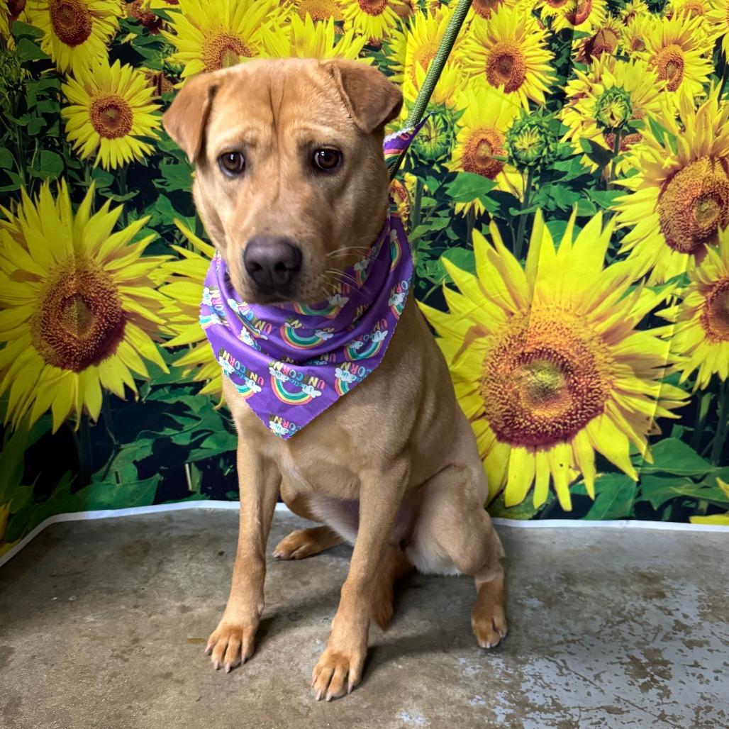 Enlarge Genie, a Adoptable mixed breed in Eureka Springs, AR image 5/5