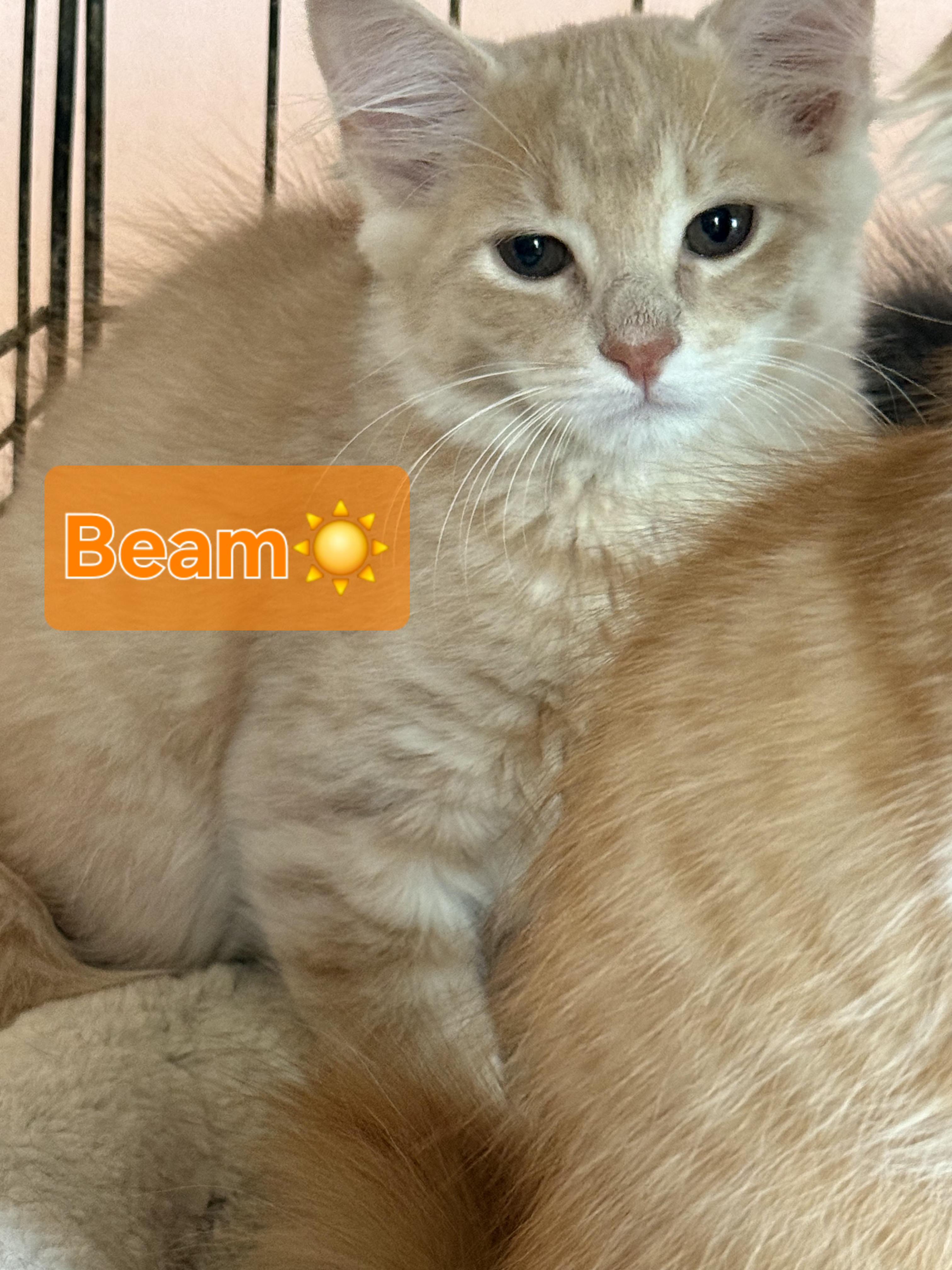 Beam, ADOPTABLE, Kitten Male Domestic Medium Hair.