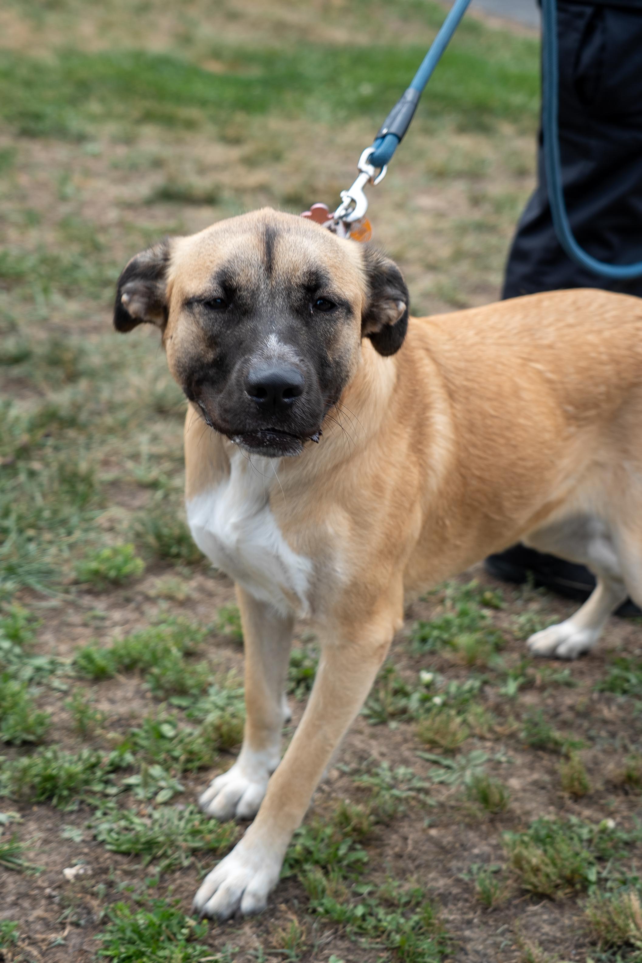 Delilah, a ADOPTABLE mixed breed in King George, VA image 3/3