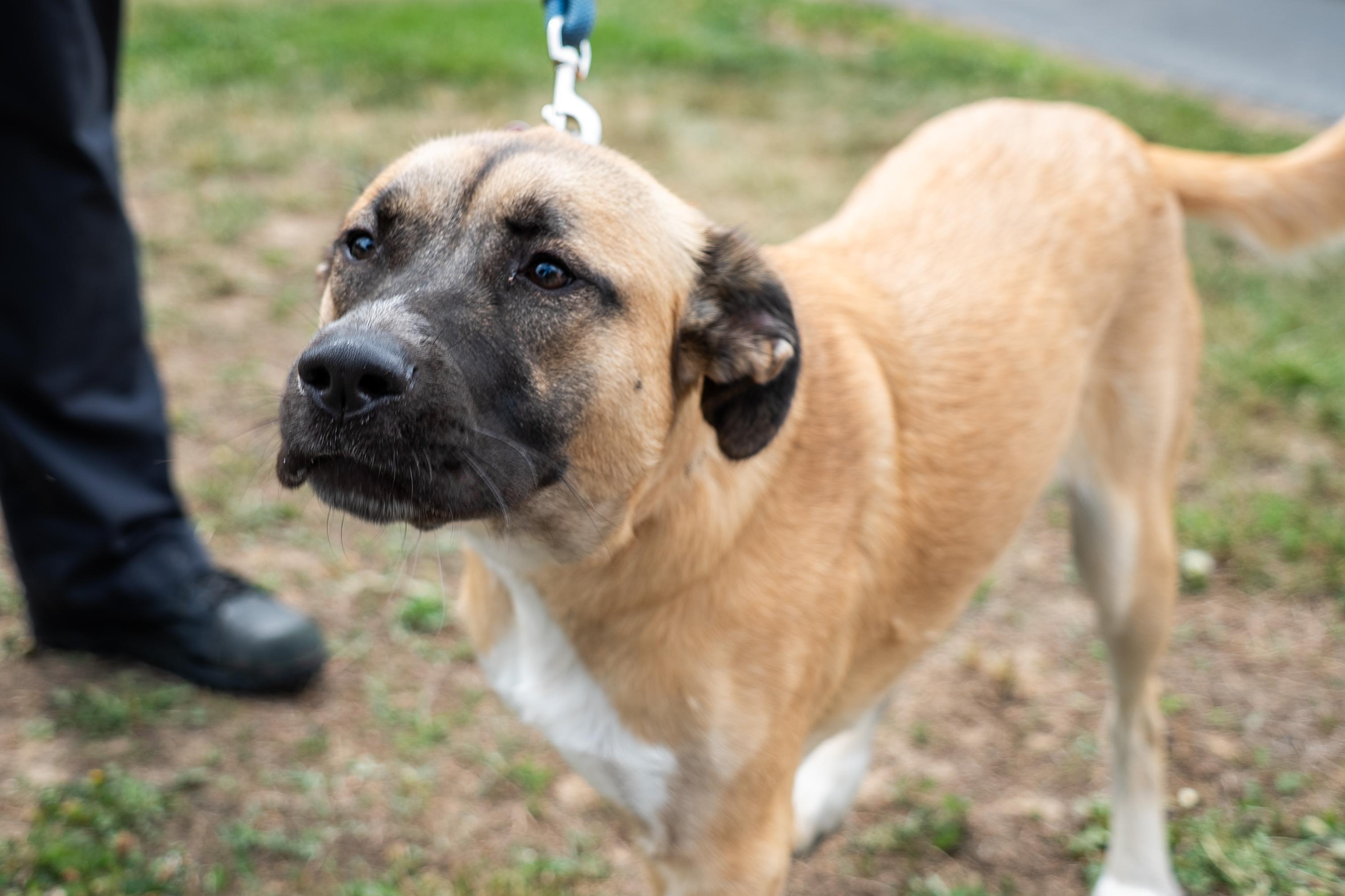 Delilah, a ADOPTABLE mixed breed in King George, VA image 1/3