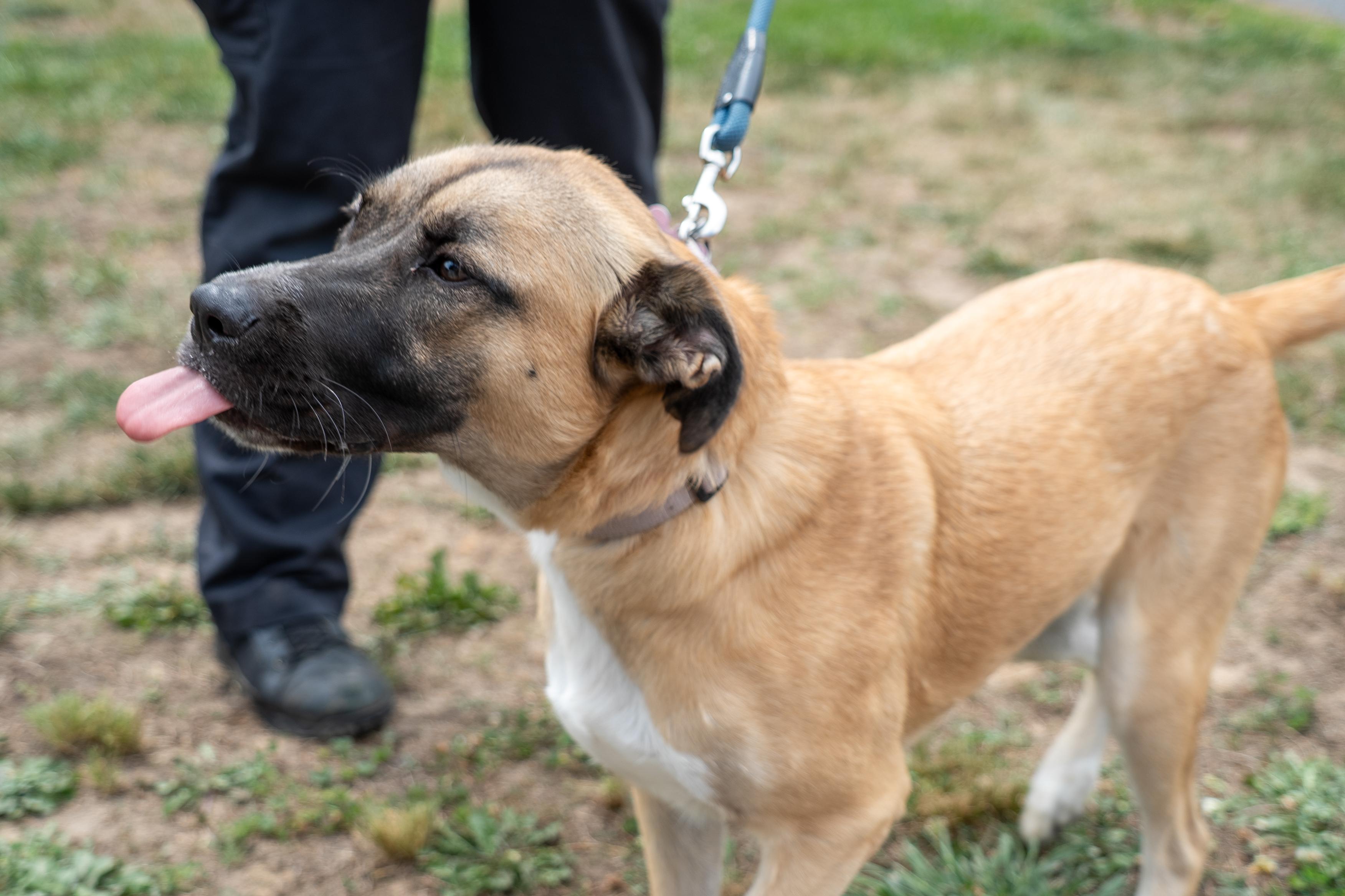 Delilah, a ADOPTABLE mixed breed in King George, VA image 2/3