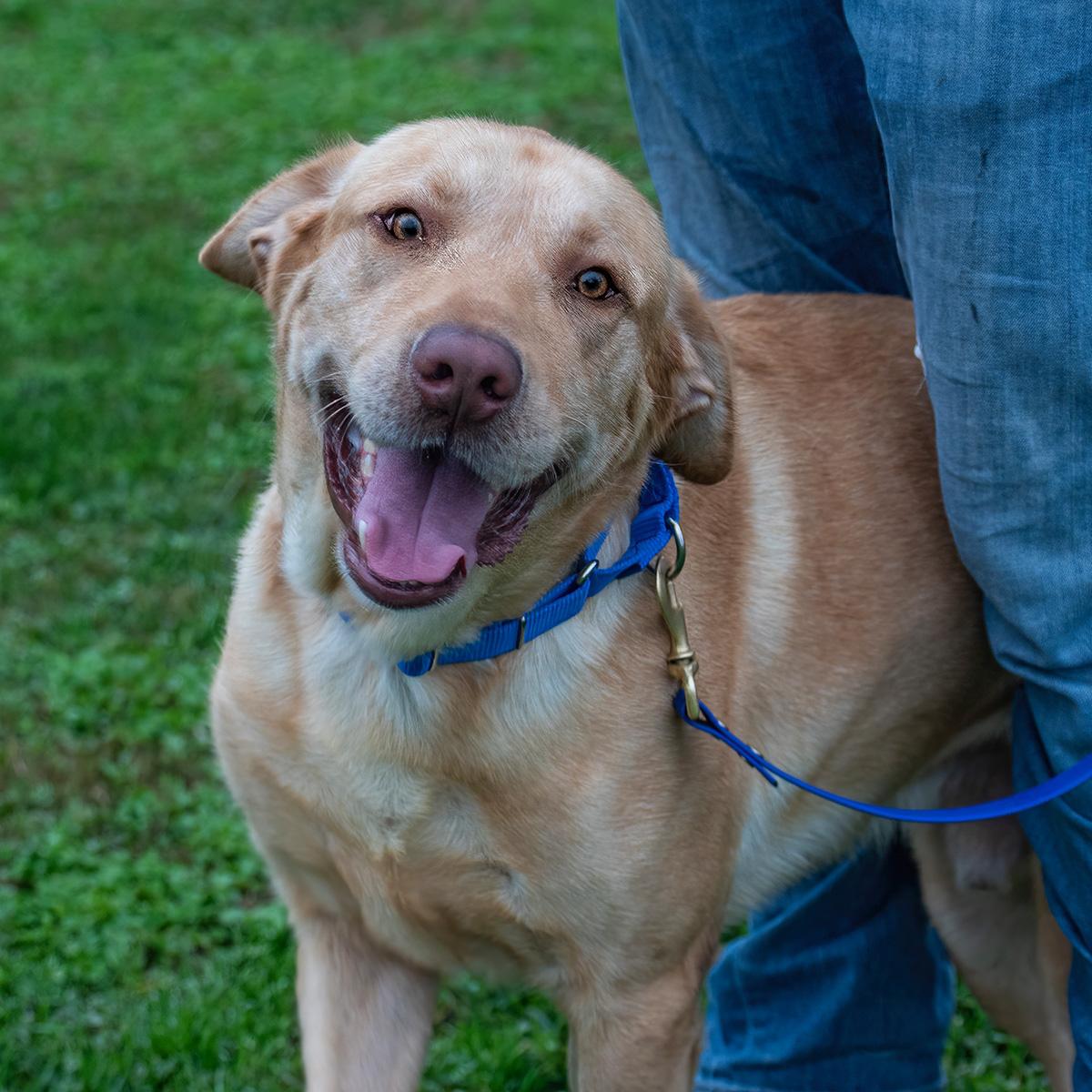 Bruno, ADOPTABLE, Young Male Labrador Retriever.