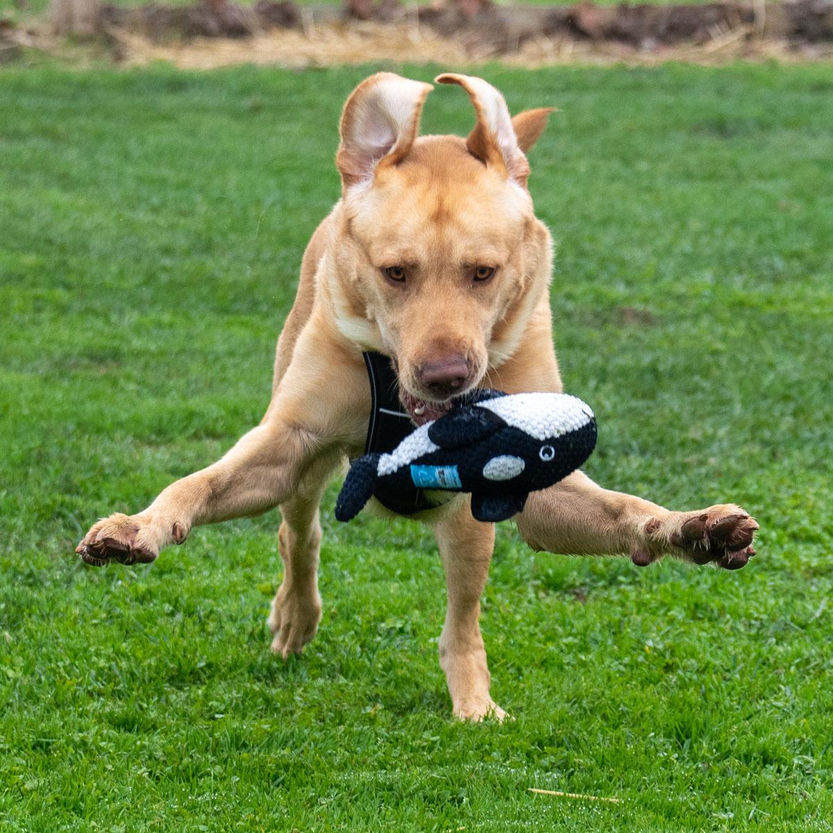 Enlarge Bruno, a ADOPTABLE Labrador Retriever in Elverta, CA image 2/3