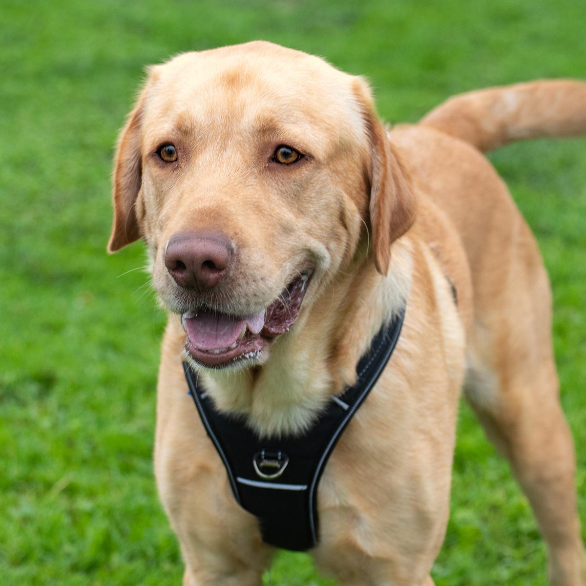 Enlarge Bruno, a ADOPTABLE Labrador Retriever in Elverta, CA image 3/3