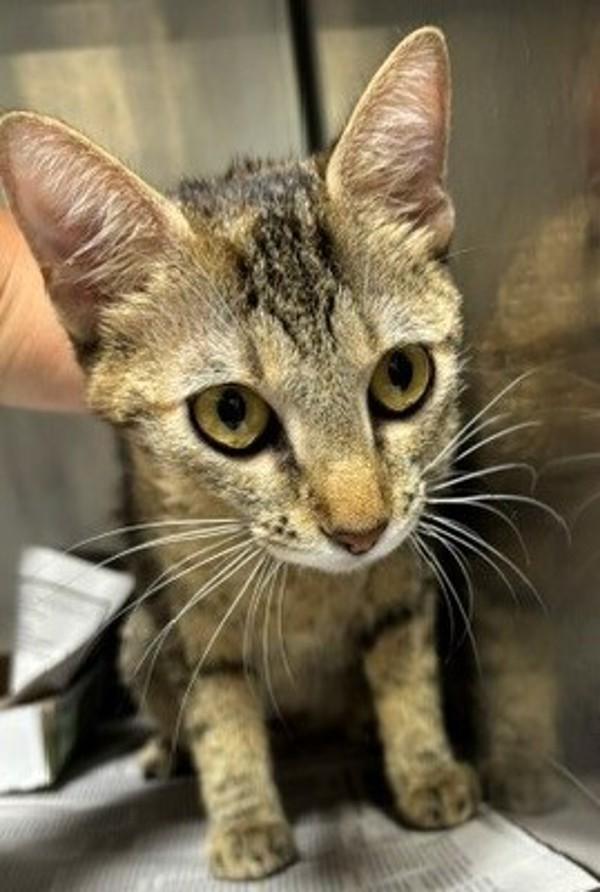Enlarge 26-09-2588 Geraldine, a Adoptable mixed breed in Dallas, GA image 1/1