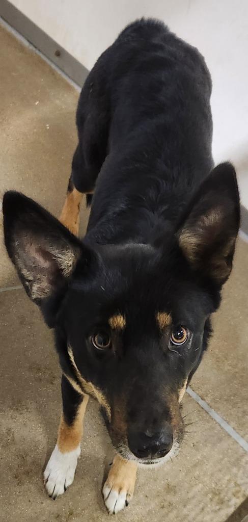 Brenna, Adoptable, Young Female German Shepherd Dog & Mixed Breed.