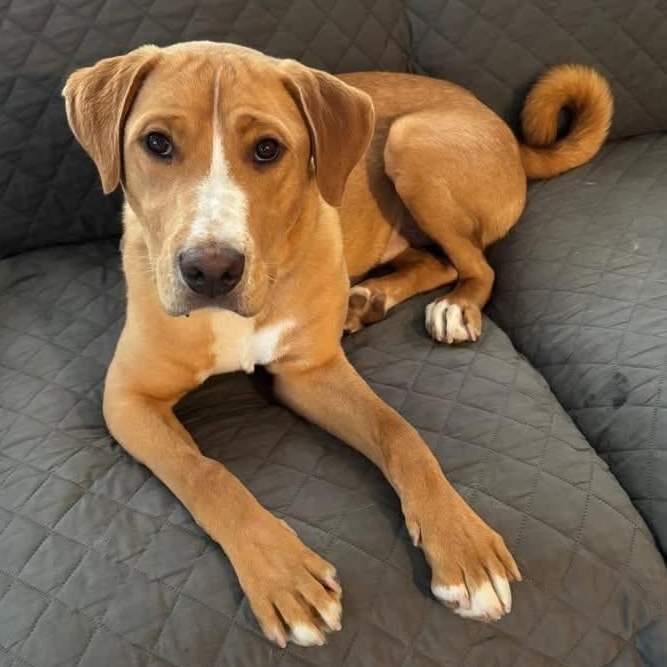 Enlarge Heath, a ADOPTABLE mixed breed in Washington, PA image 1/6