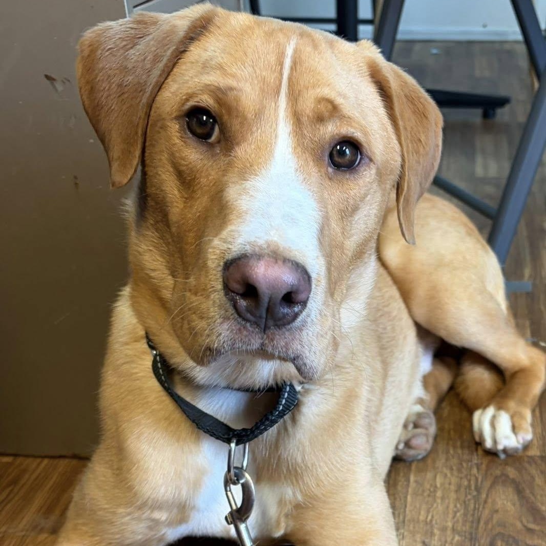 Heath, a ADOPTABLE mixed breed in Washington, PA image 1/6