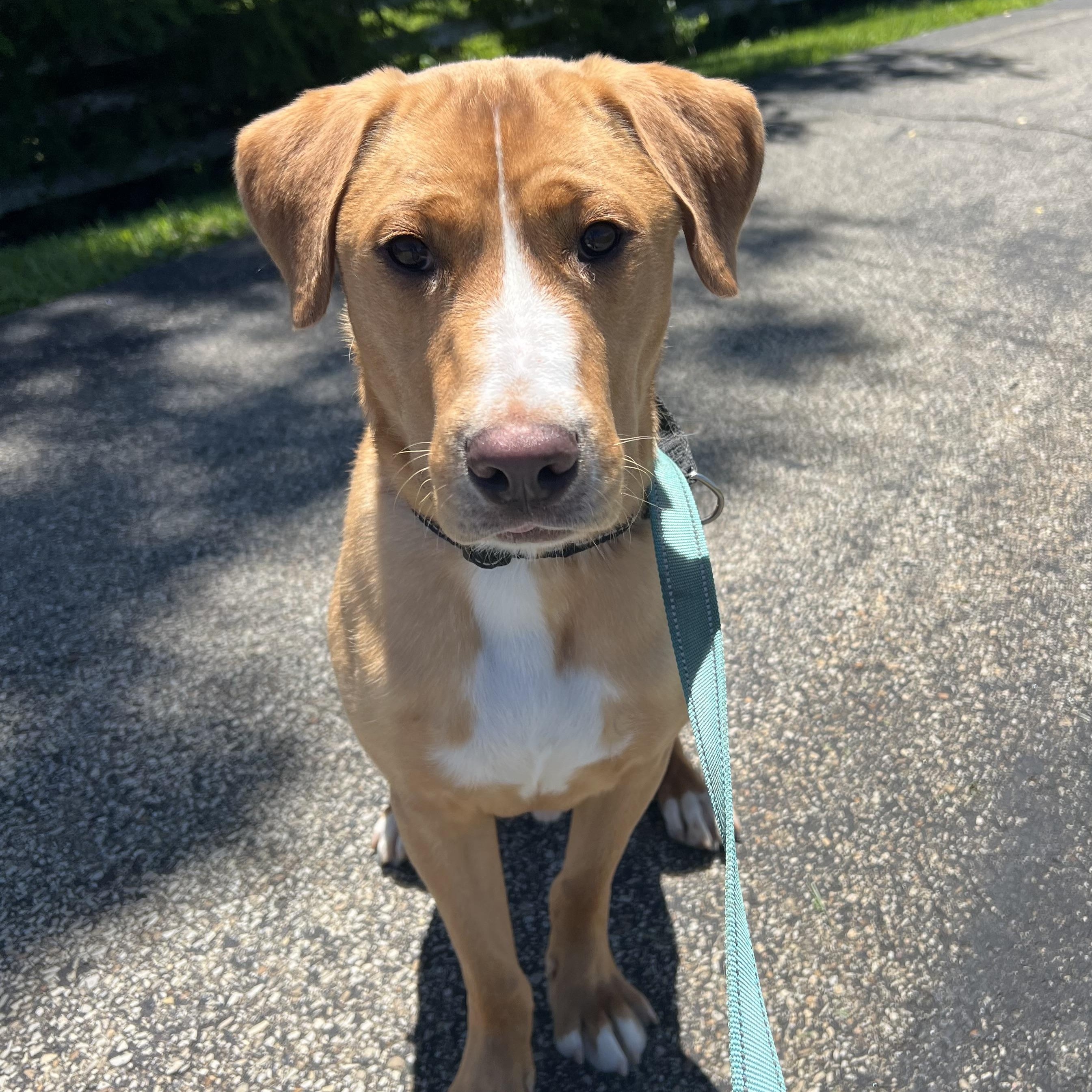 Heath, a ADOPTABLE mixed breed in Washington, PA image 6/6