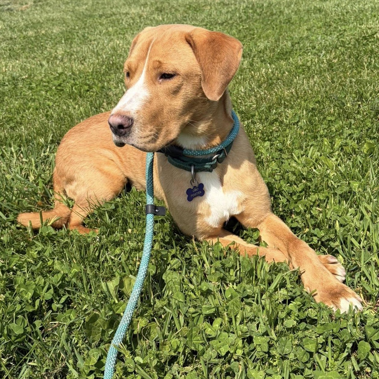 Heath, a ADOPTABLE mixed breed in Washington, PA image 3/6