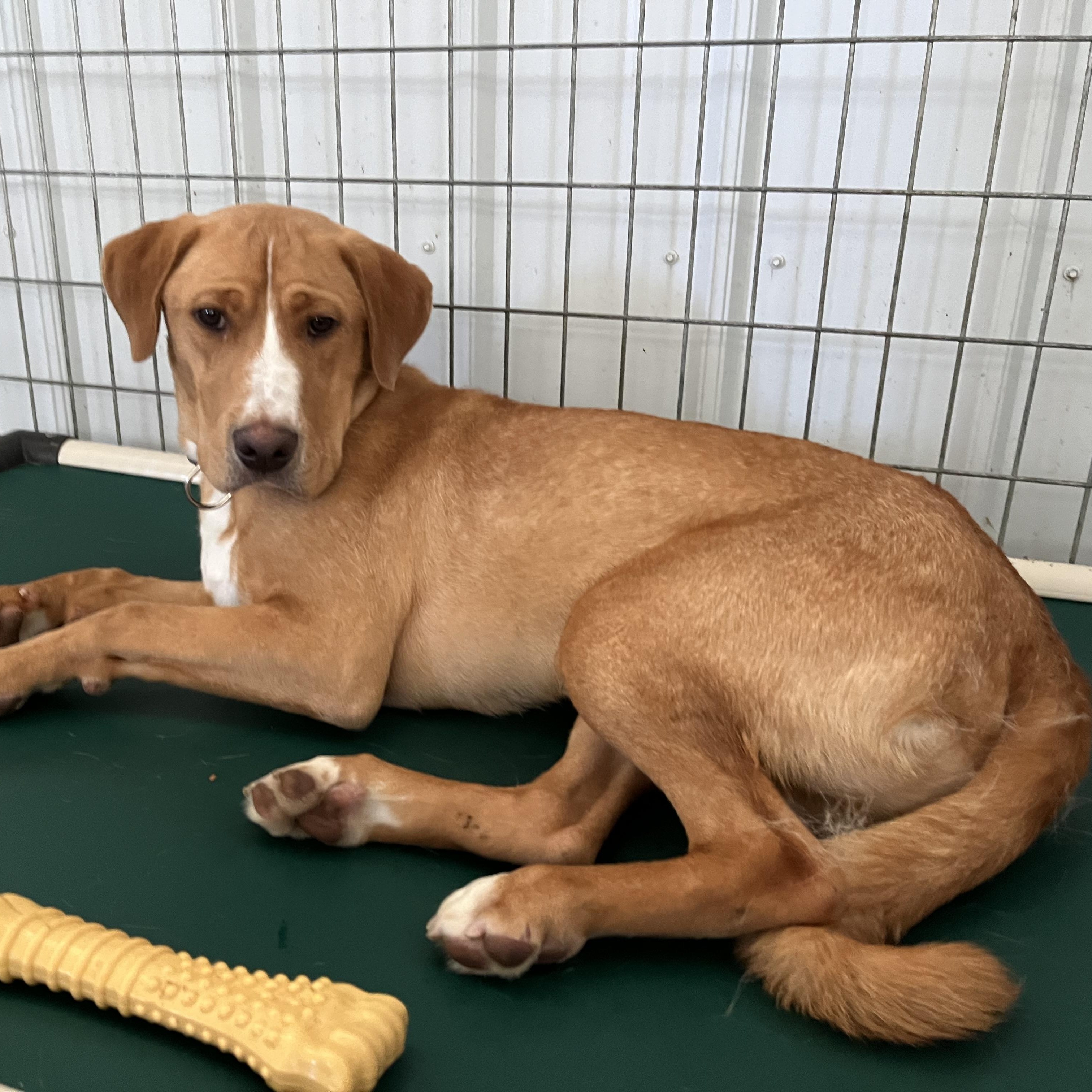 Heath, a ADOPTABLE mixed breed in Washington, PA image 2/6