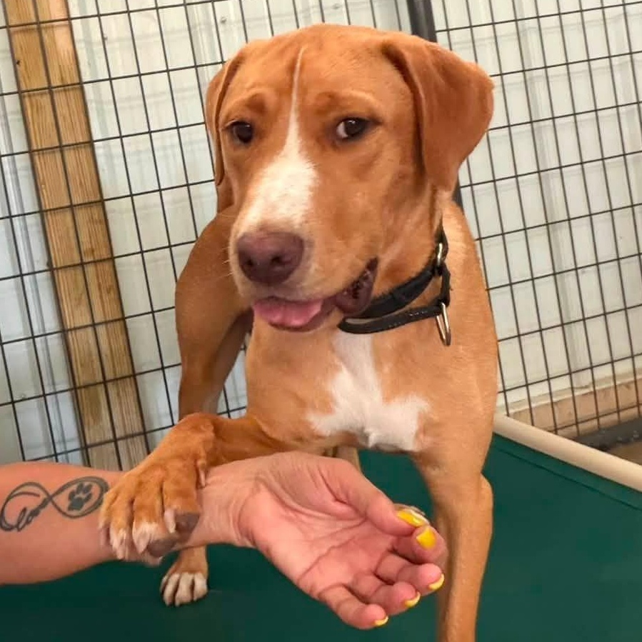 Heath, ADOPTABLE, Young Male Labrador Retriever.